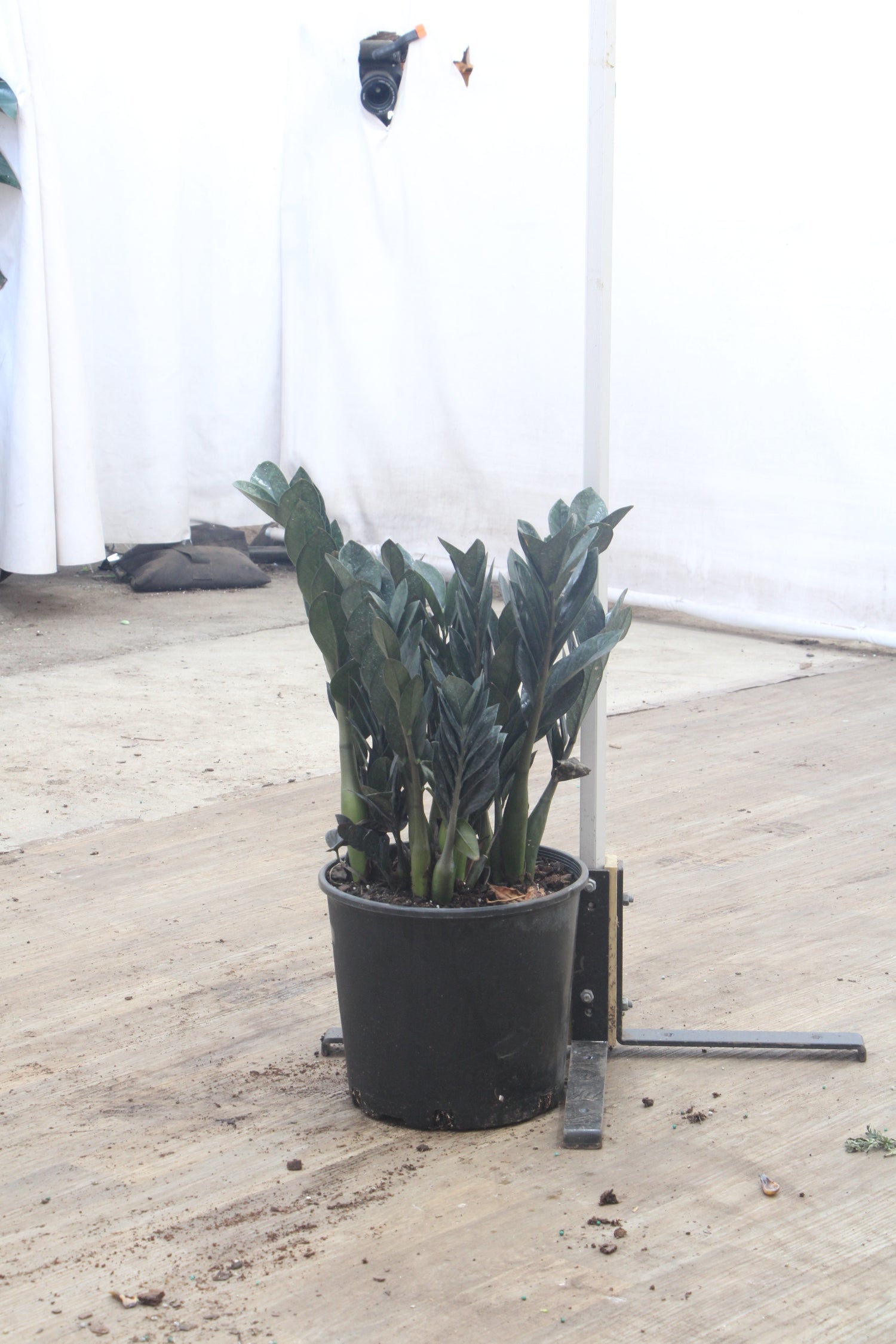 raven zz plant soil Buy Black Raven ZZ Plant Online | Rare Indoor Plant