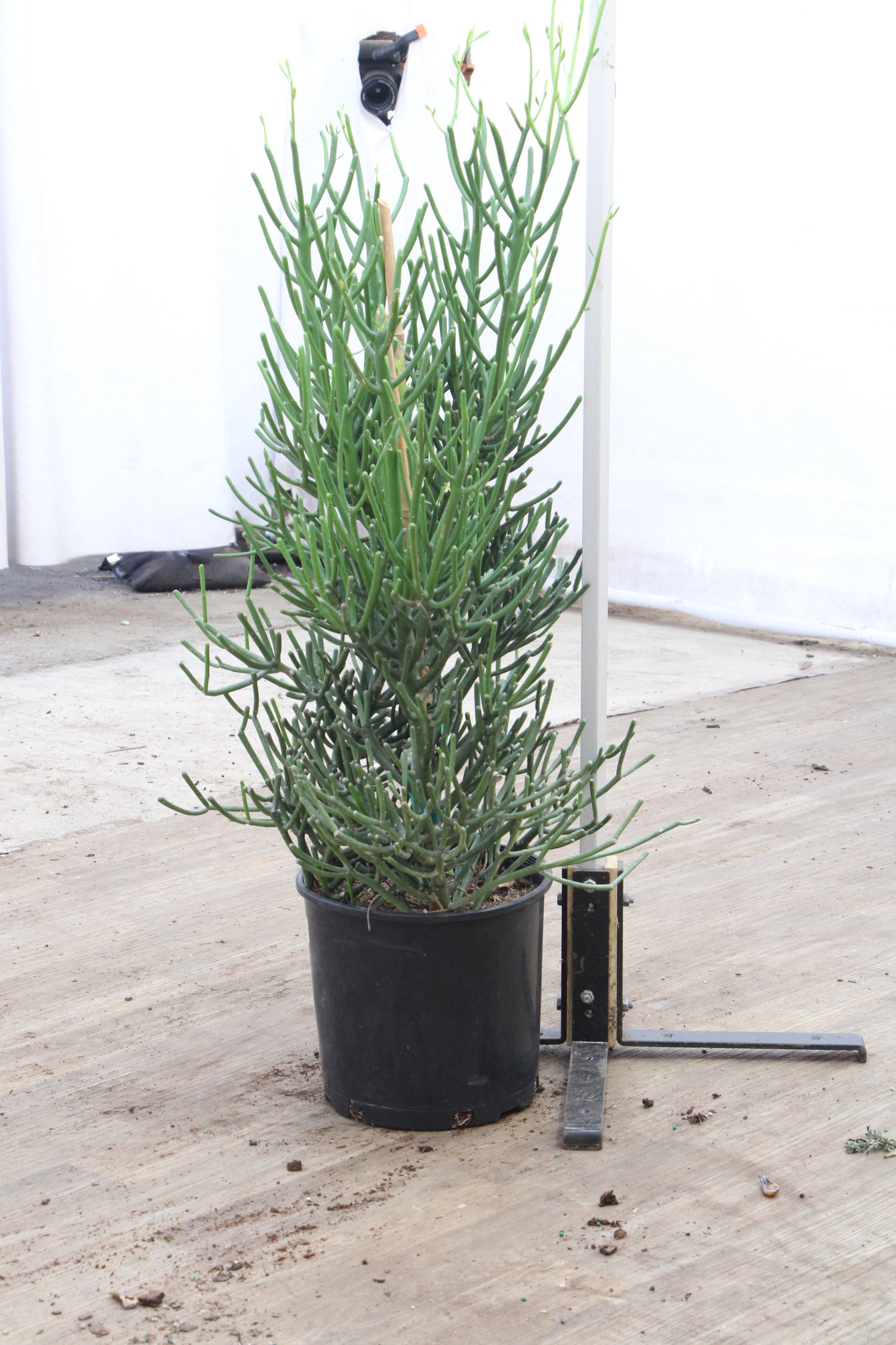 18308 pencil cactus dr 3-5 FT Pencil Cactus – Dahing Plants