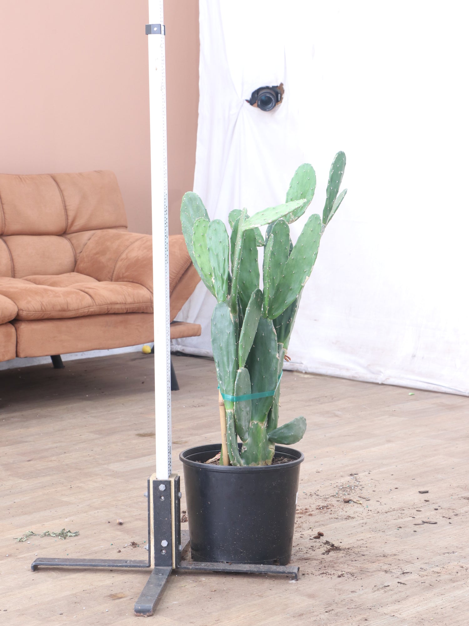 Large Prickly Pear Cactus