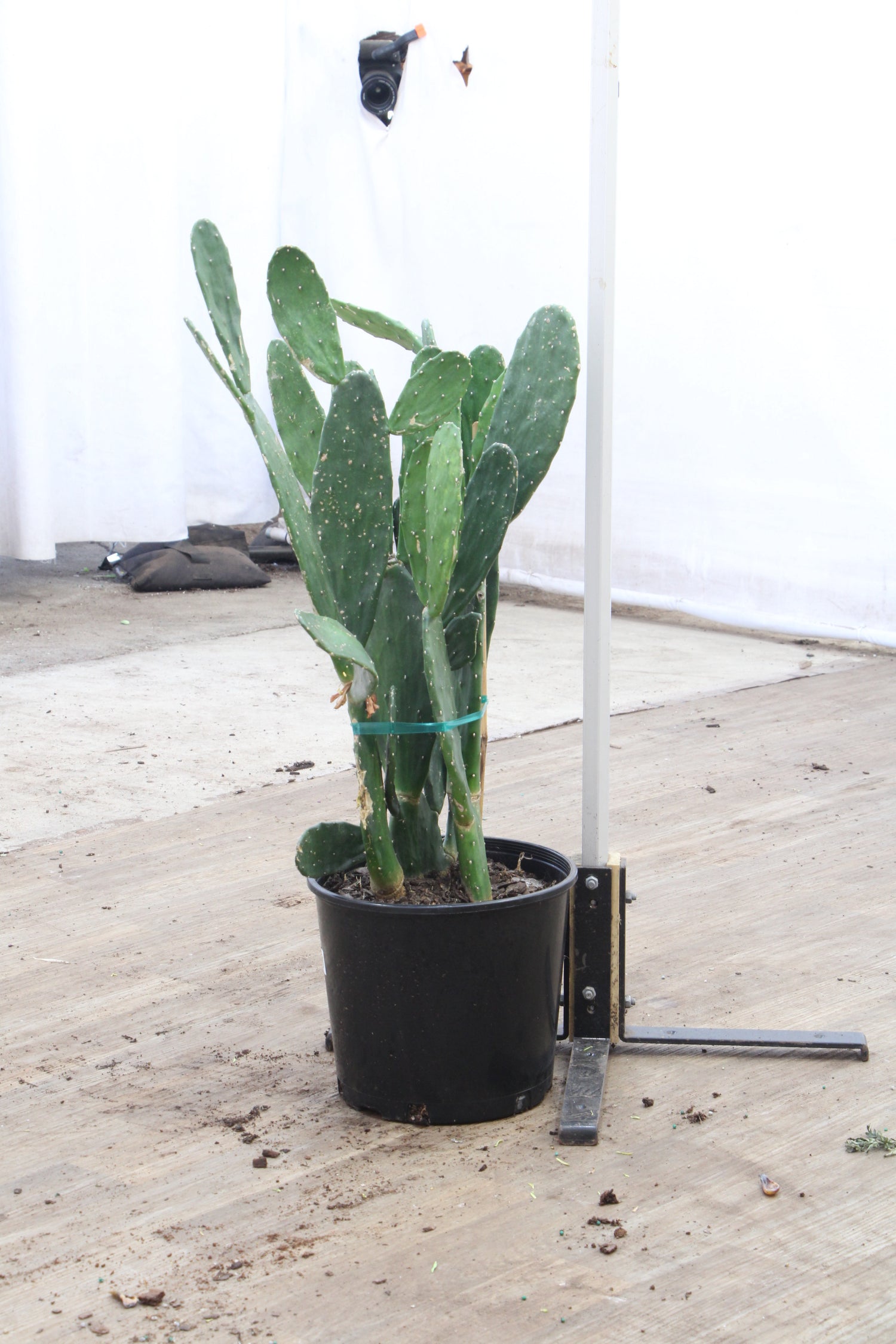 soil for prickly pear cactus Buy Prickly Pear Cactus Online | Indoor Succulent
