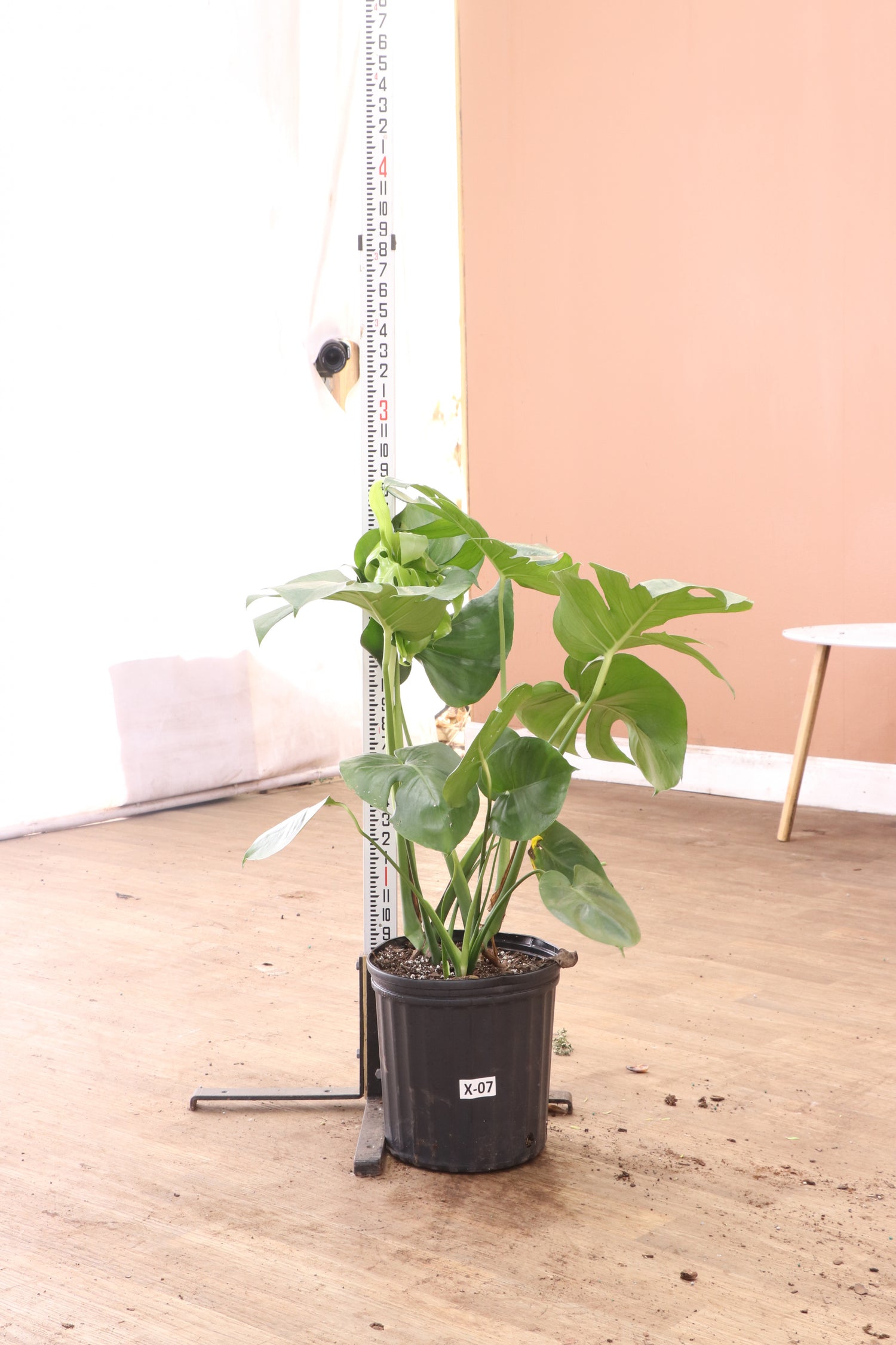 monstera x 3-5 FT (Bigger) Monstera Deliciosa – Dahing Plants