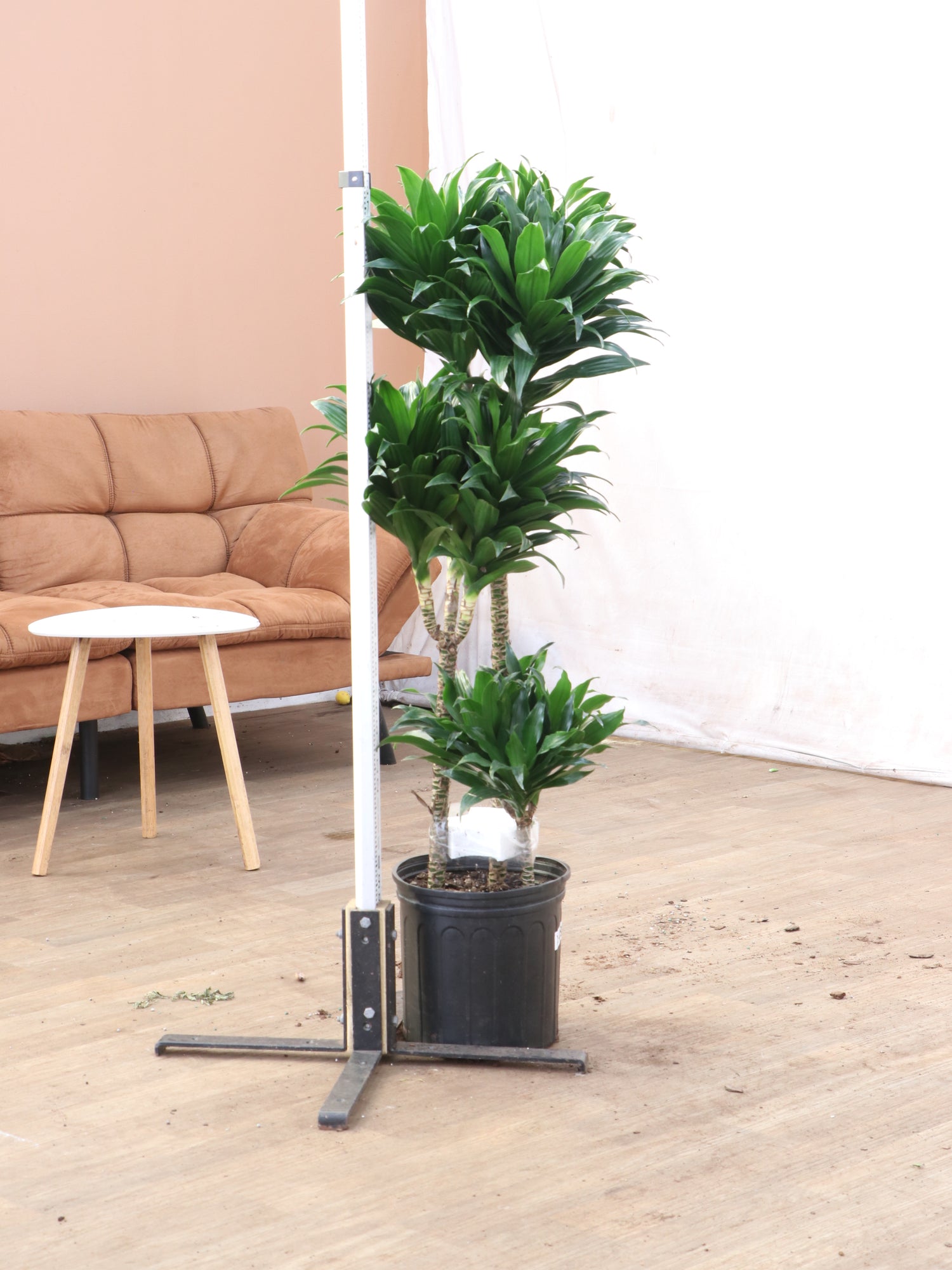 indoor dracaena compacta Buy Dracaena 'Compacta' Online | Large Indoor Plant