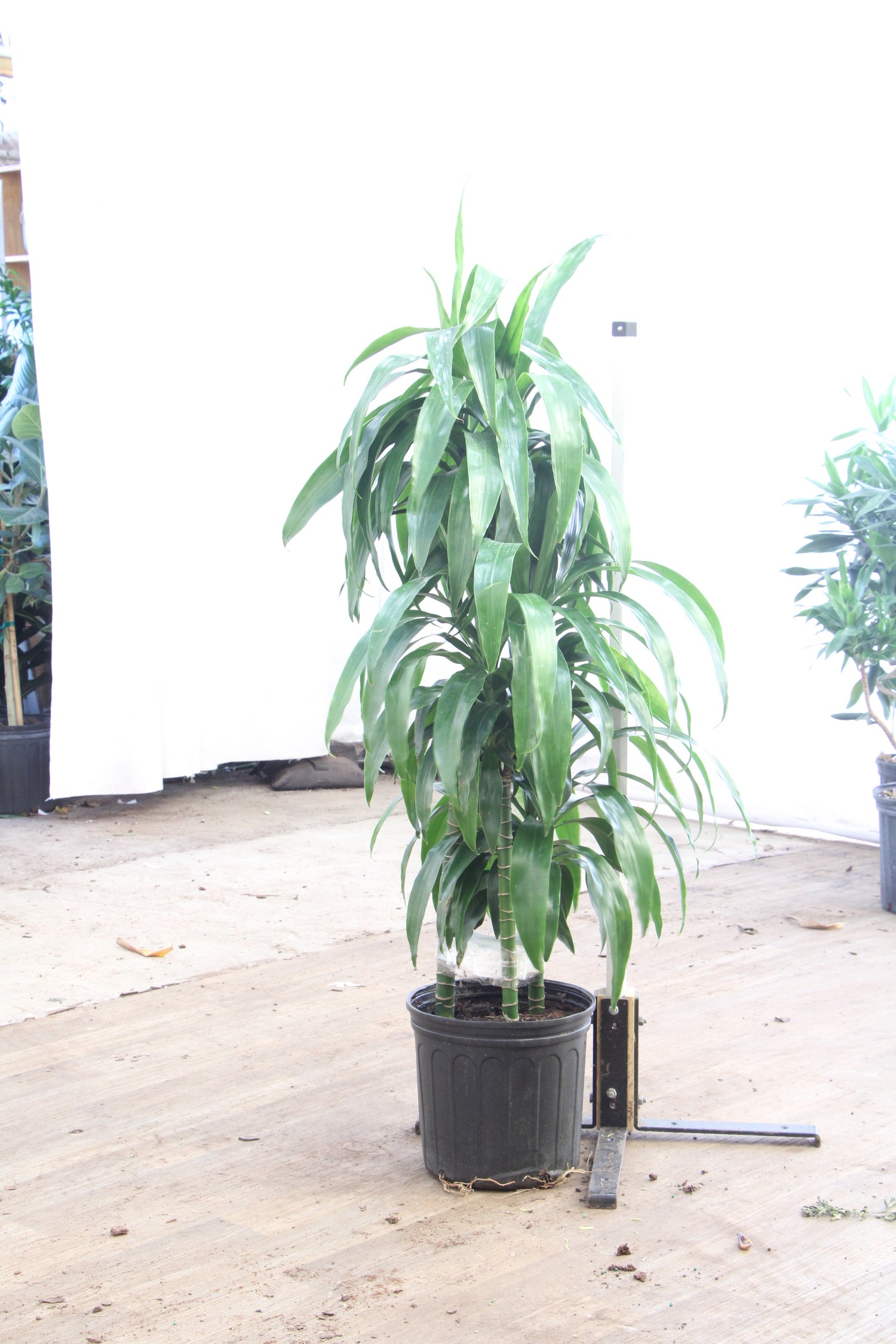 dracaena lisa indoor plant Large Lisa Cane