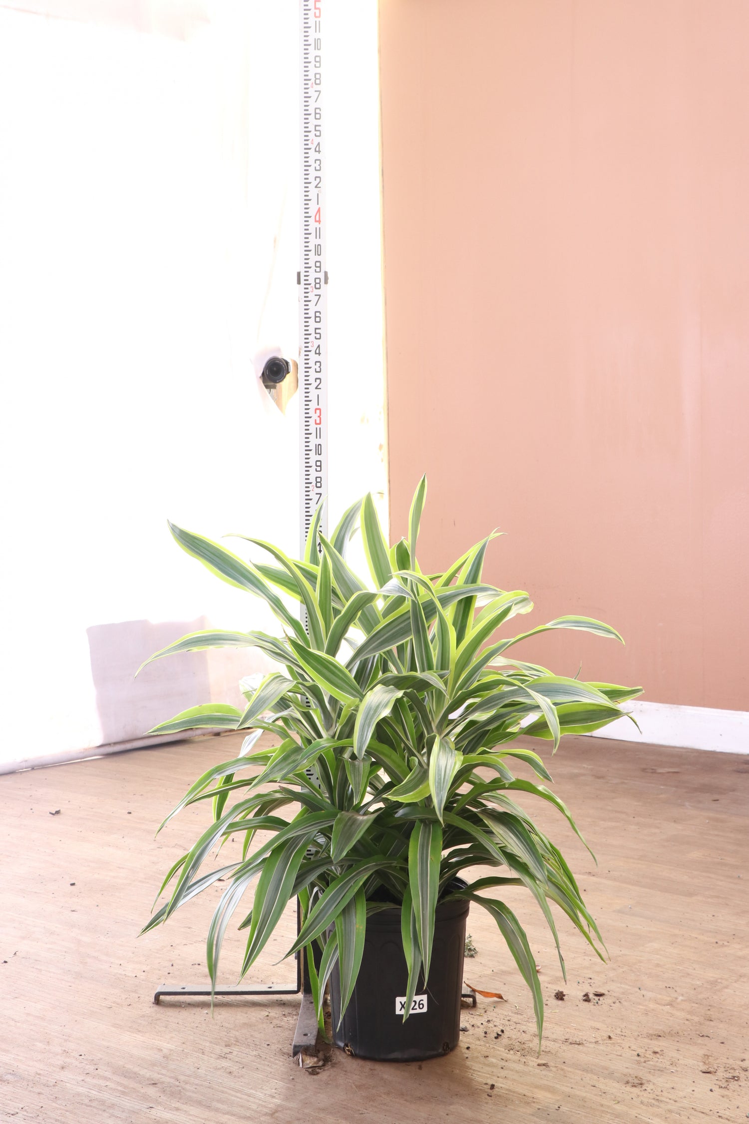 3-5 FT Dracaena Warneckii Lemon Lime Bush – Dahing Plants
