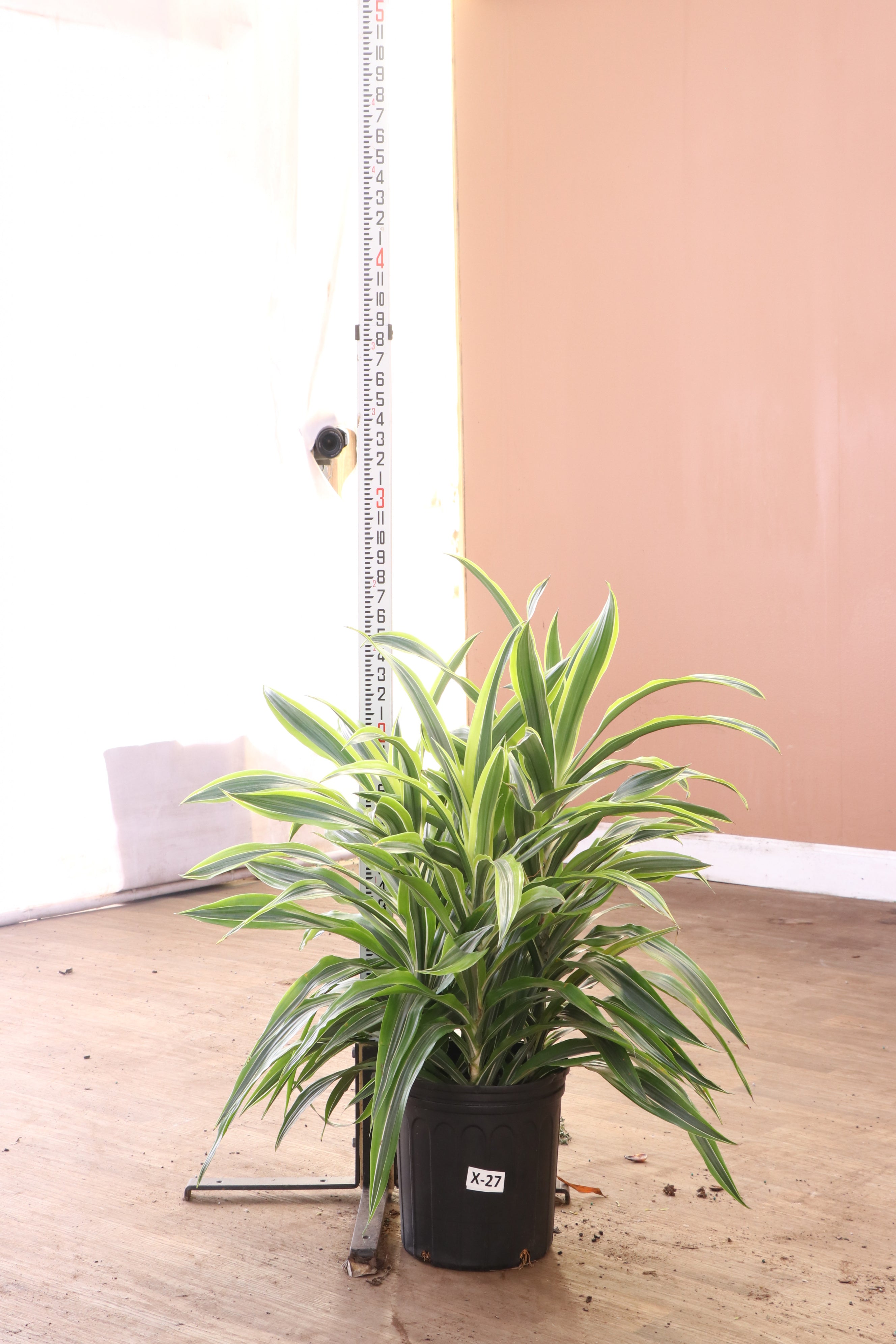 Buy Dracaena Warneckii Lemon Lime Bush Online | Large Indoor Plant