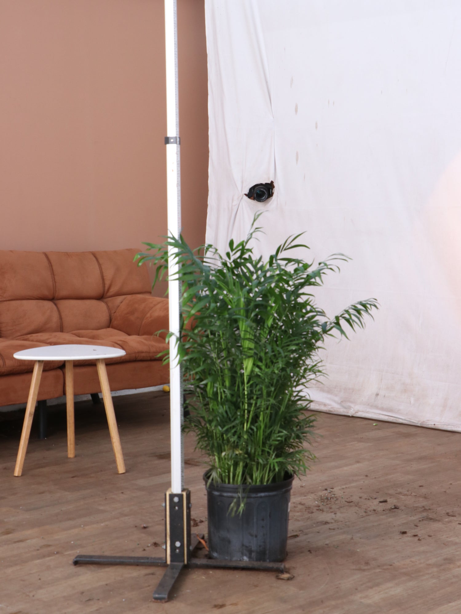 artificial parlor palm 3-5 FT Parlor Palm | Local NYC, NJ, CT, Boston, Providence, Washington DC, Baltimore, Philadelphia, Princeton, Long Island, and Upstate NY Delivery