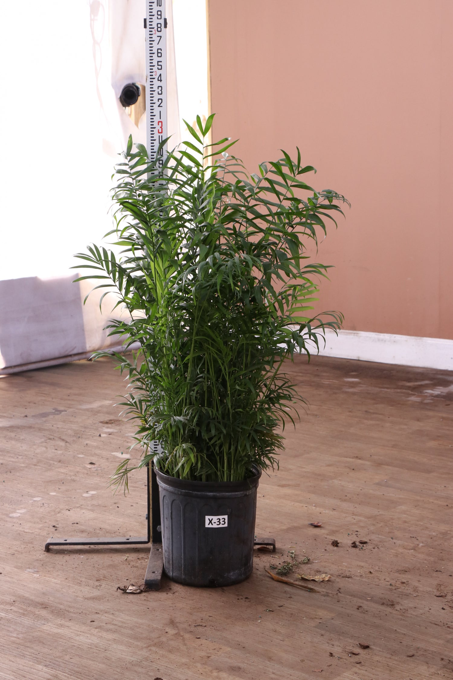 parlor palm full size 3-5 FT Parlor Palm | Local NYC, NJ, CT, Boston, Providence, Washington DC, Baltimore, Philadelphia, Princeton, Long Island, and Upstate NY Delivery