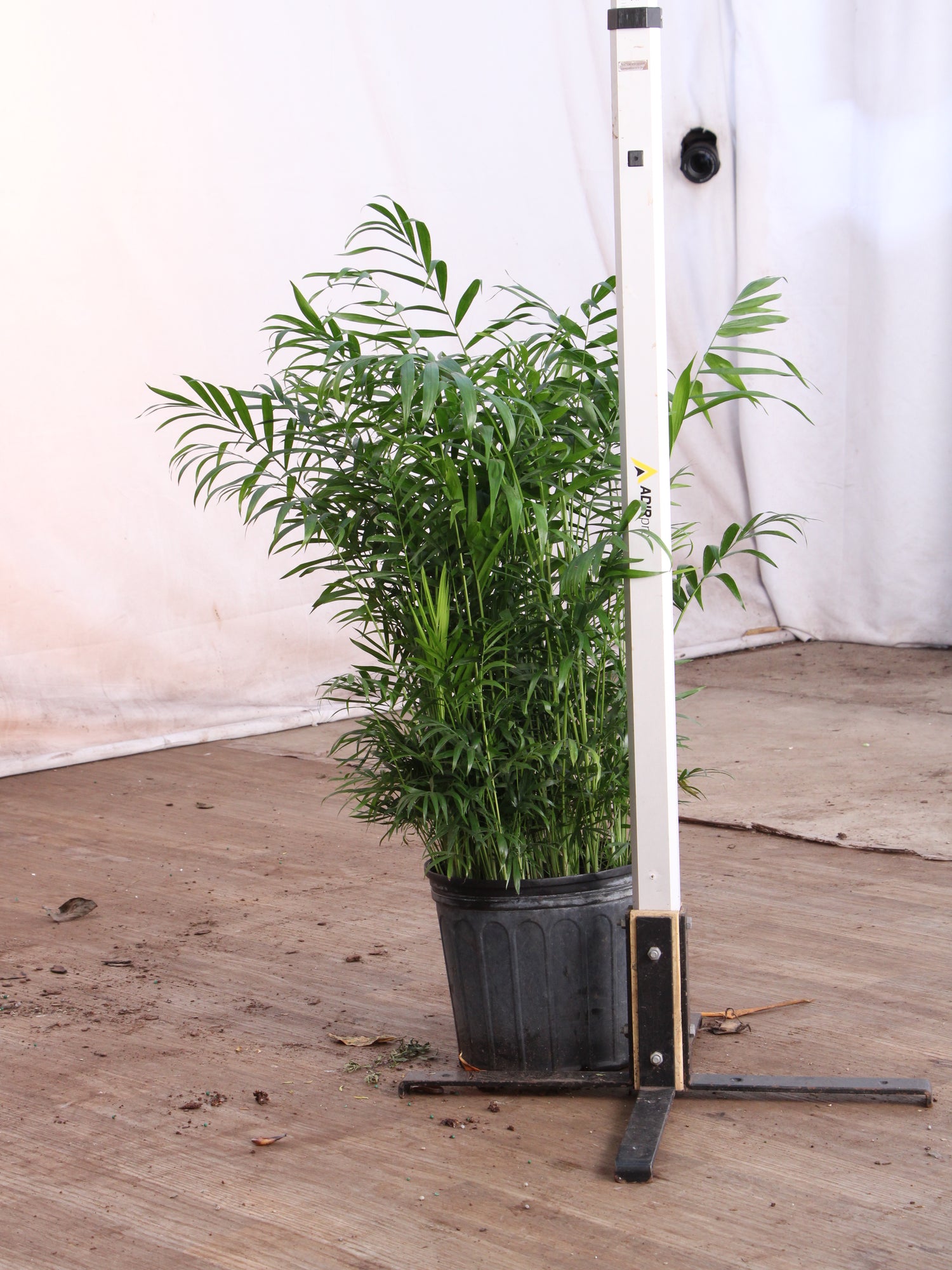 buy parlor palm near me 3-5 FT Parlor Palm | Local NYC, NJ, CT, Boston, Providence, Washington DC, Baltimore, Philadelphia, Princeton, Long Island, and Upstate NY Delivery