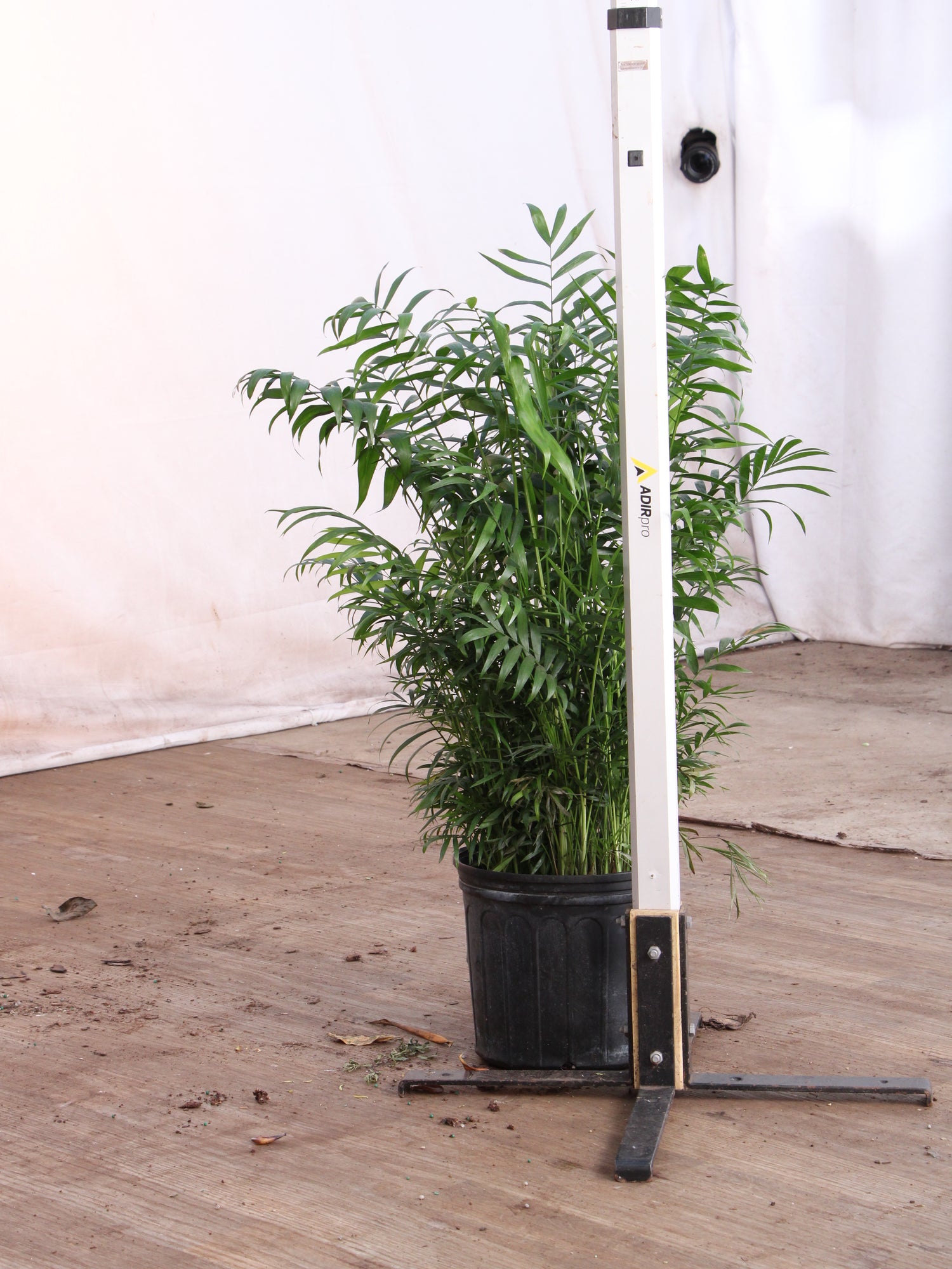 parlor palm soil 3-5 FT Parlor Palm | Local NYC, NJ, CT, Boston, Providence, Washington DC, Baltimore, Philadelphia, Princeton, Long Island, and Upstate NY Delivery