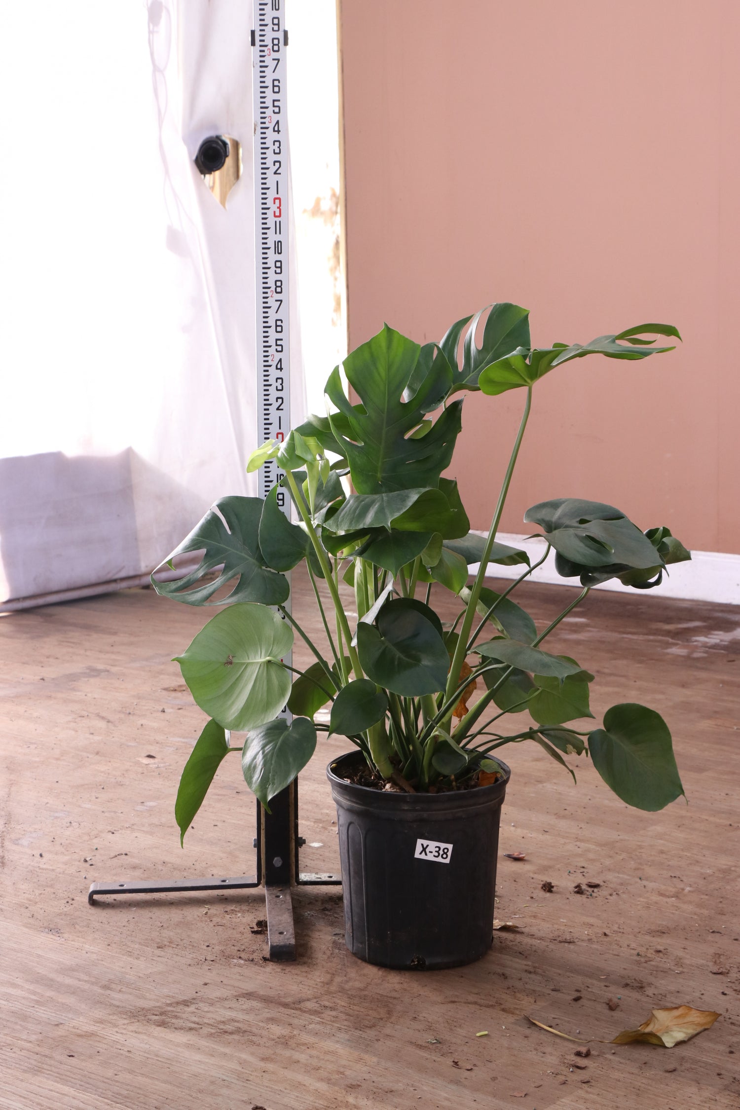 3-5 FT (Bigger) Monstera Deliciosa – Dahing Plants