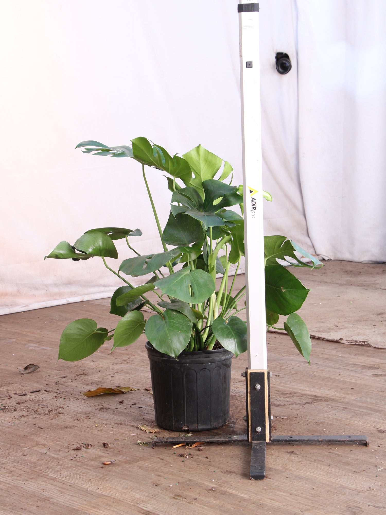 best pot for large monstera Buy (Bigger) Monstera Deliciosa Online | Large Indoor Plant