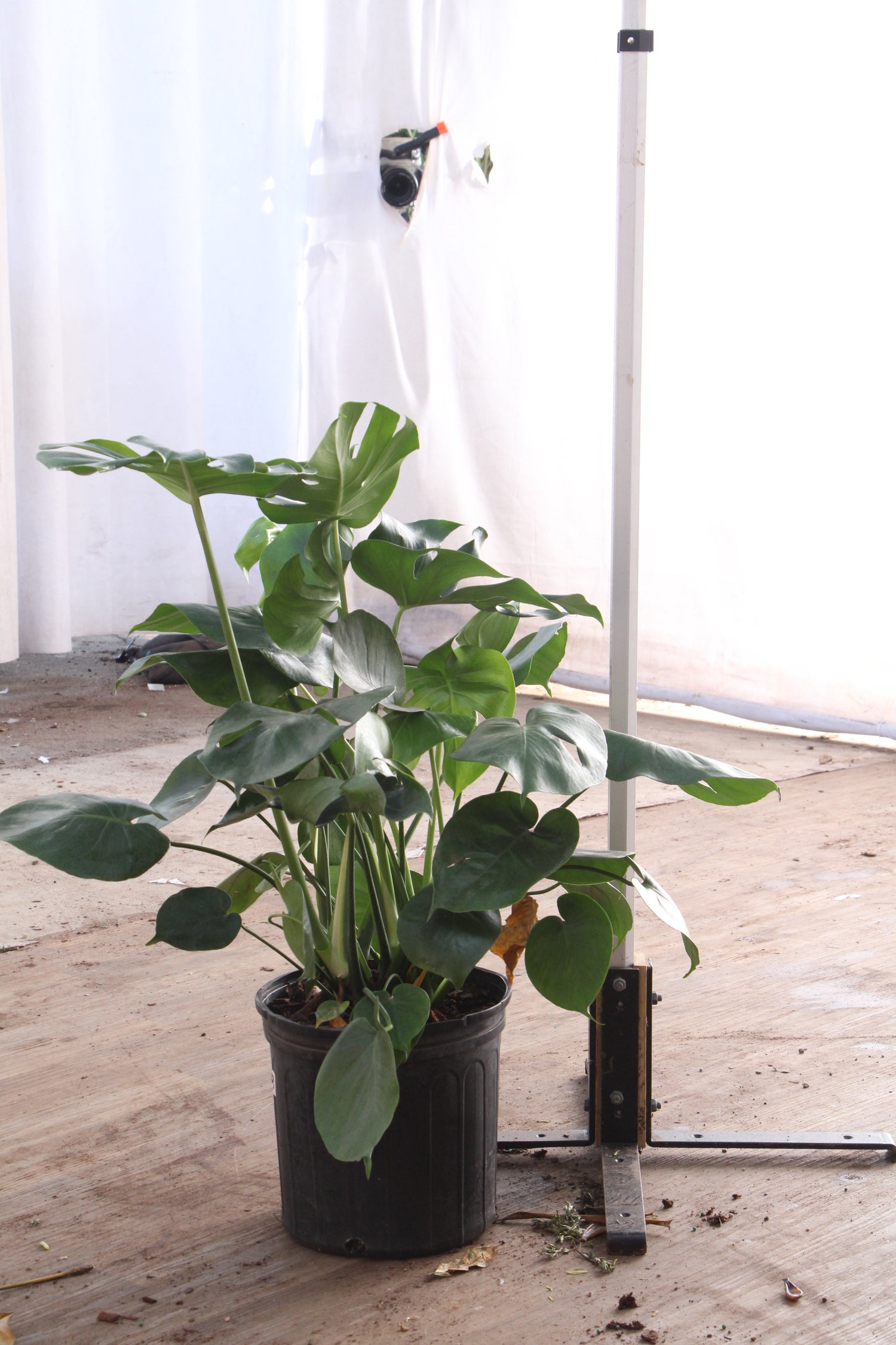 3-5 FT (Bigger) Monstera Deliciosa – Dahing Plants