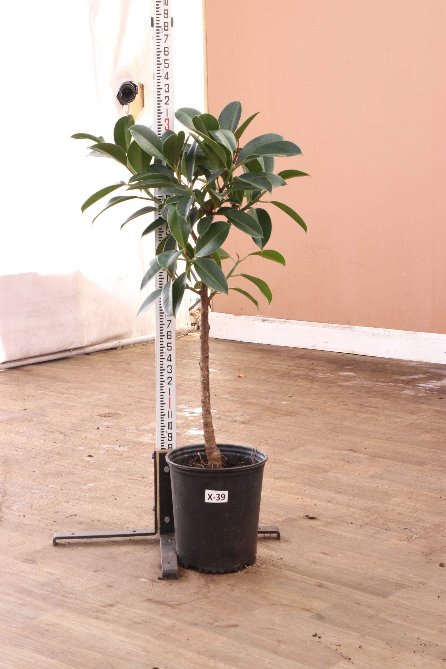3-5 FT Rubber Tree Std – Dahing Plants