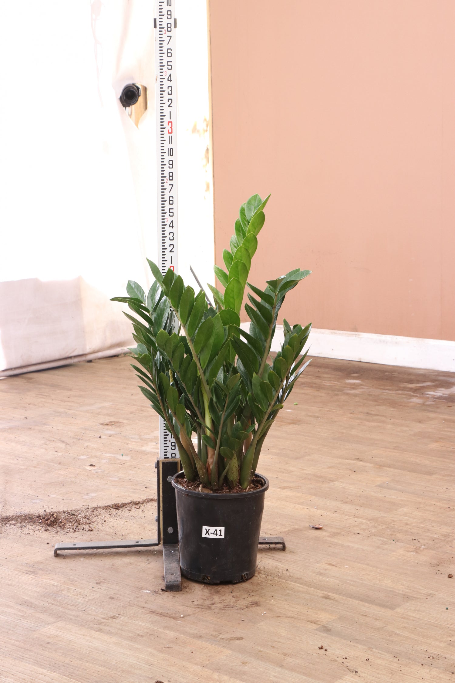 where can i buy a zz plant near me Buy Large ZZ Plant Online | Large Indoor Plant
