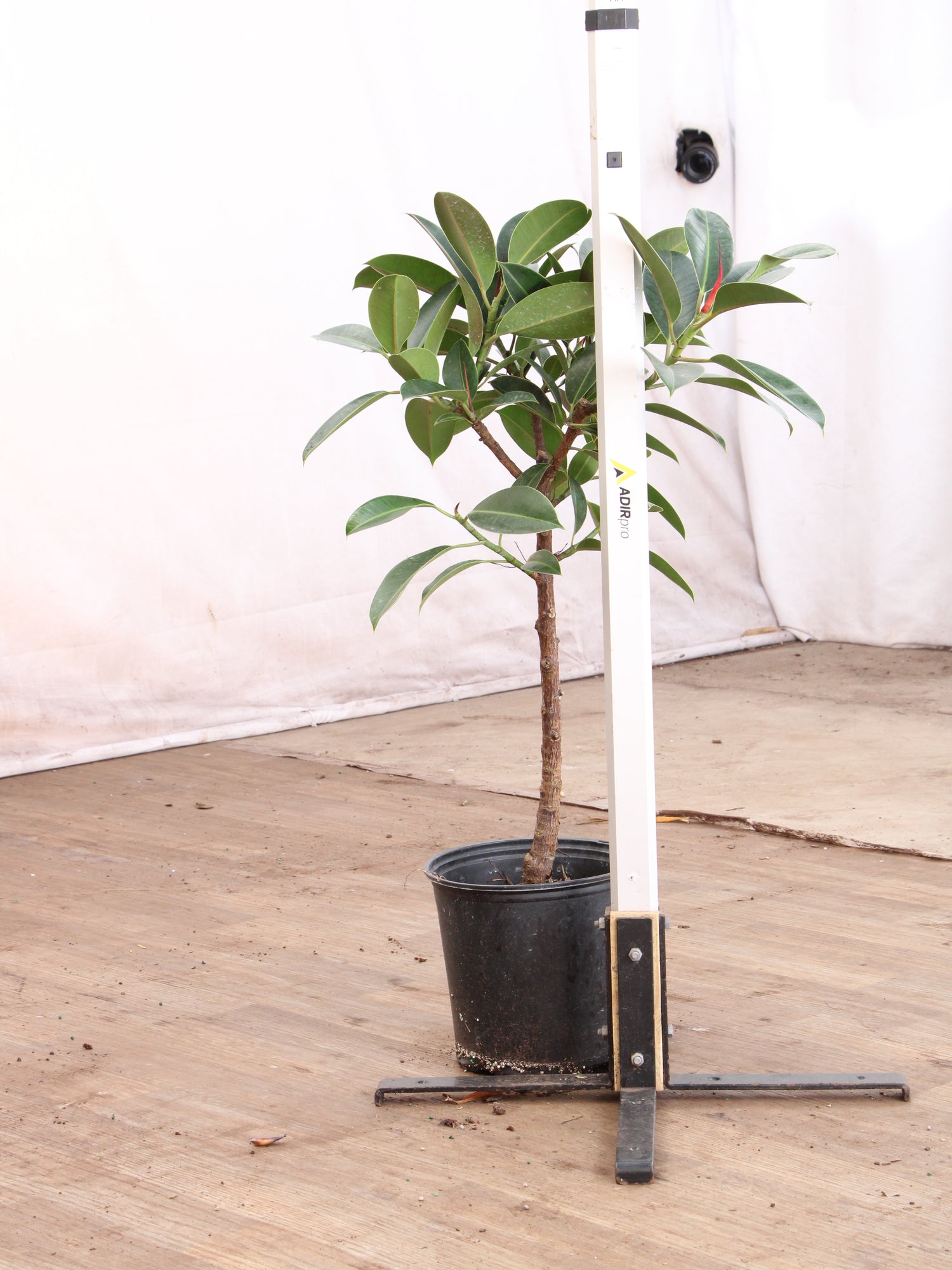 the rubber tree plant song 3-5 FT Rubber Tree Std – Dahing Plants