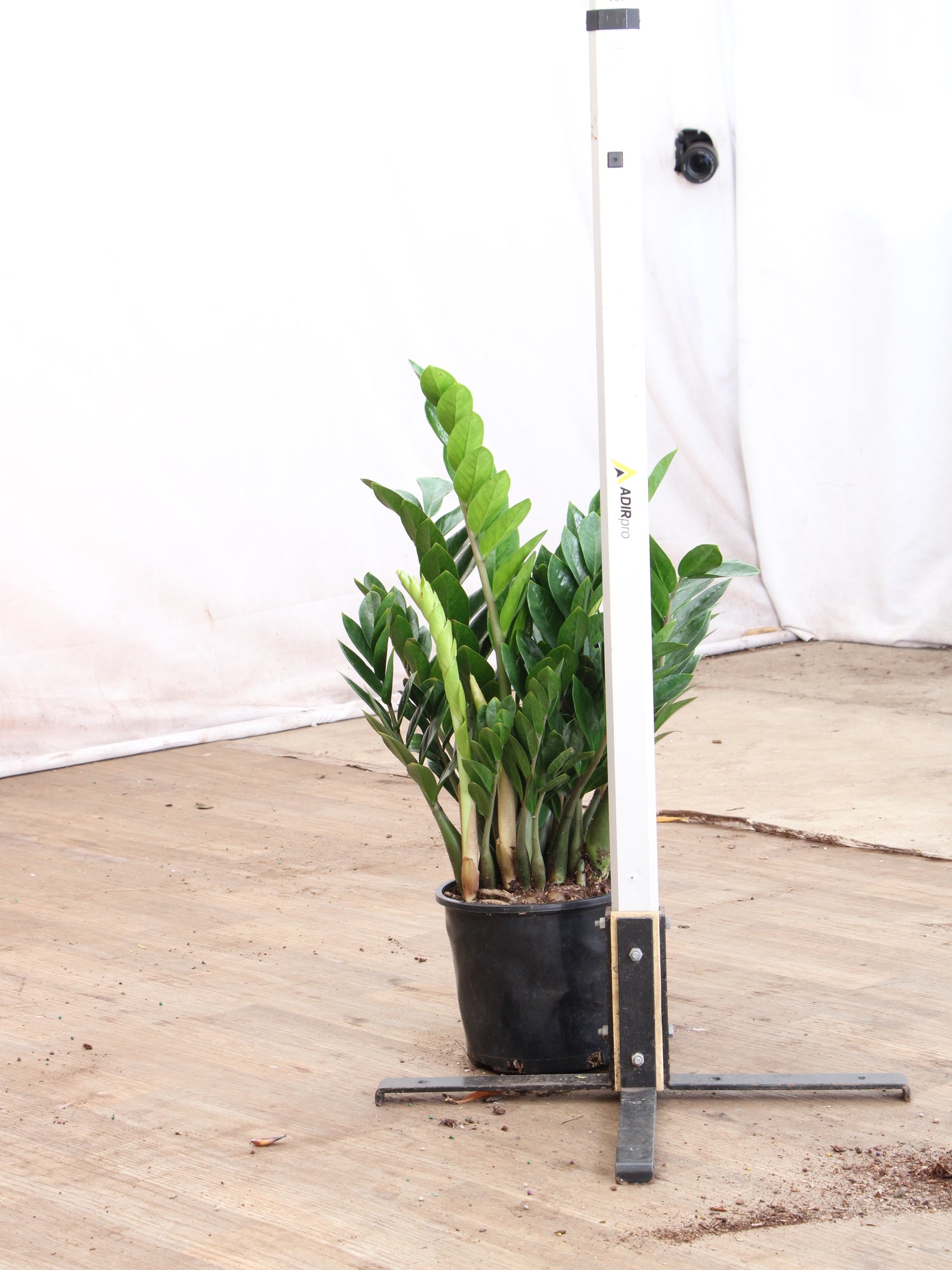 buy large potted plants online Large ZZ Plant