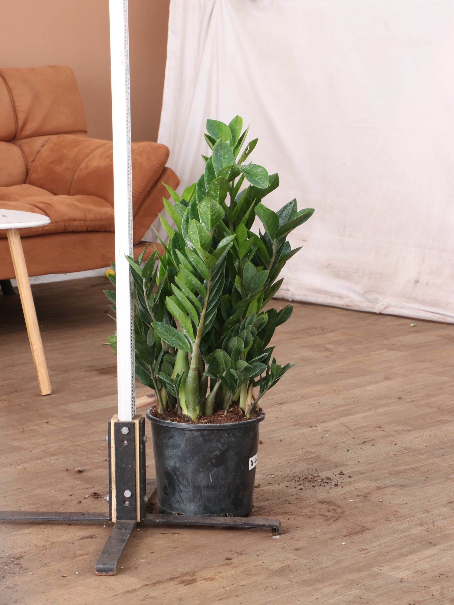 where to buy large zz plant Large ZZ Plant