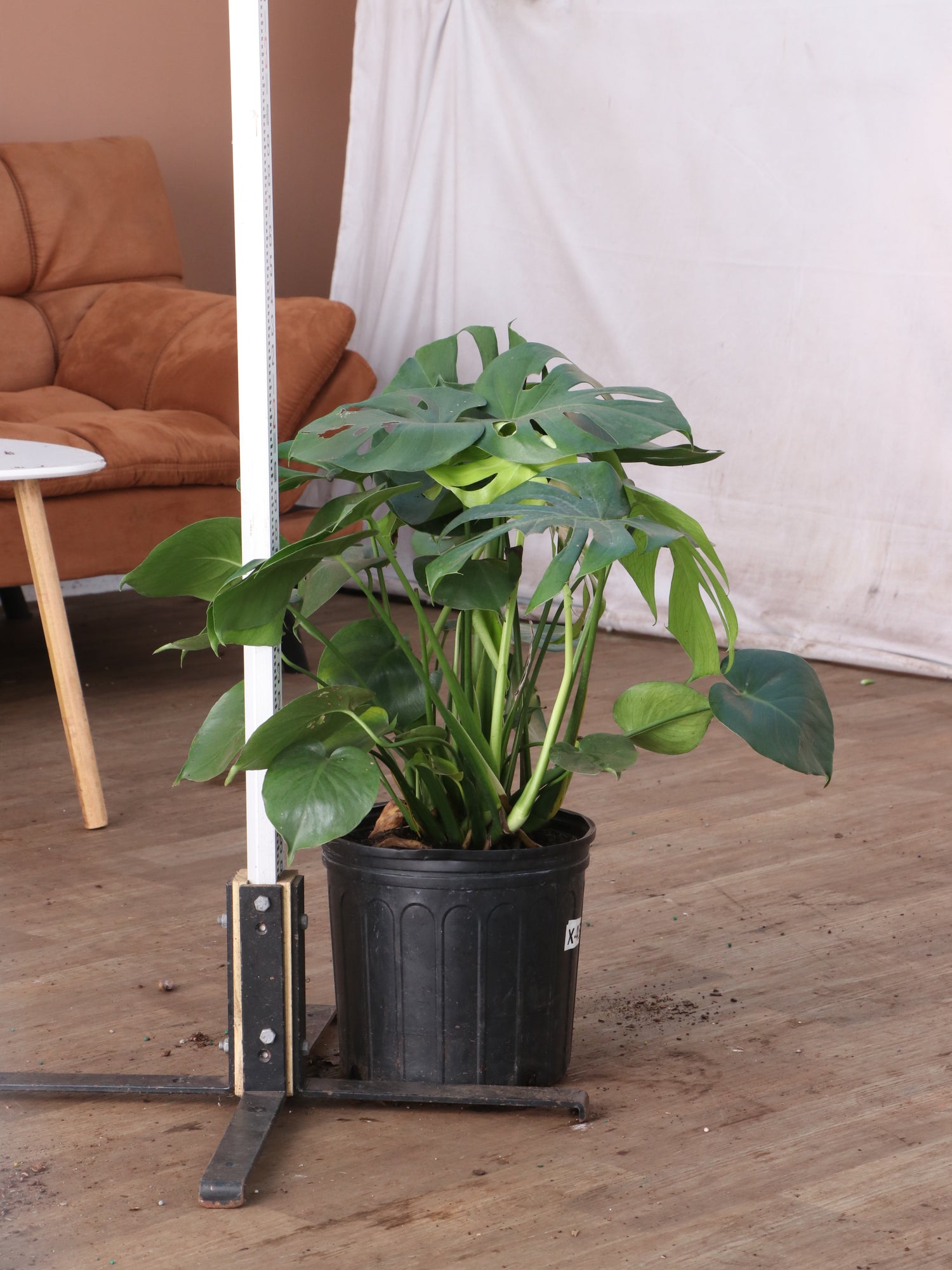 3-5 FT (Bigger) Monstera Deliciosa – Dahing Plants