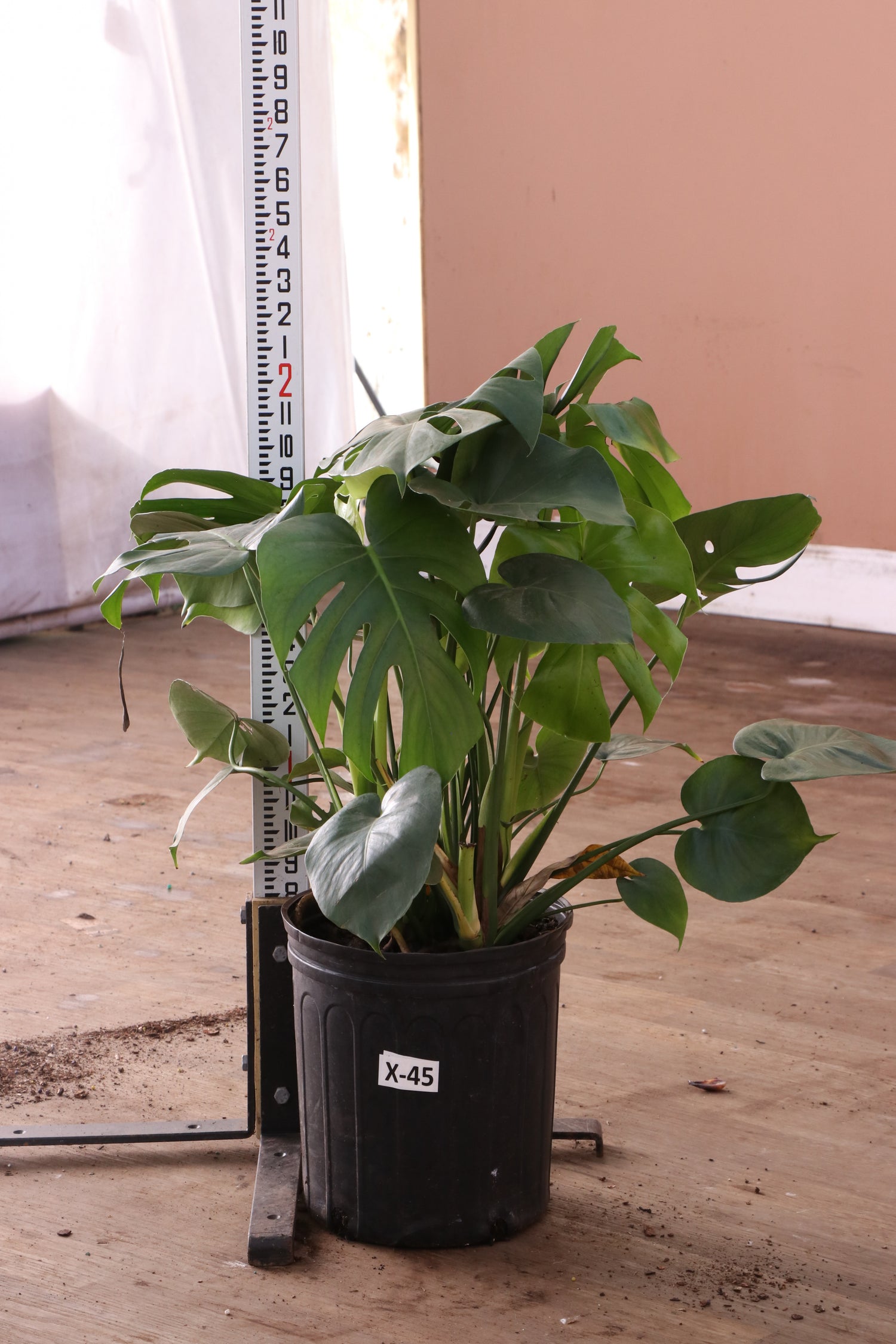 3-5 FT (Bigger) Monstera Deliciosa – Dahing Plants