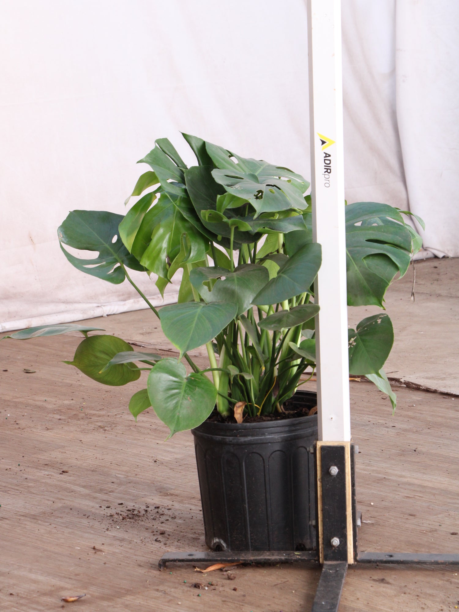 biggest monstera plant Buy (Bigger) Monstera Deliciosa Online | Large Indoor Plant