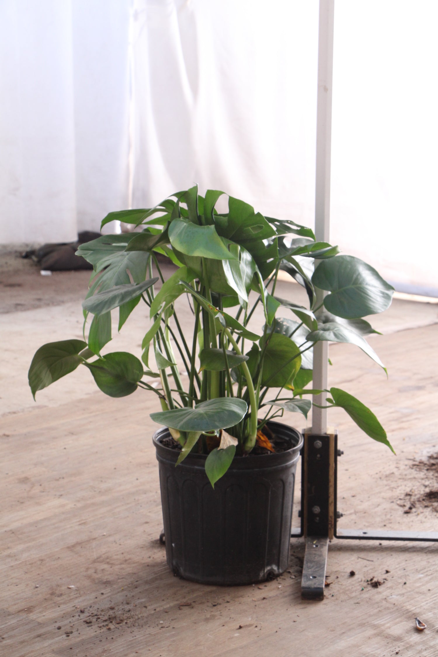 giant monstera deliciosa price Buy (Bigger) Monstera Deliciosa Online | Large Indoor Plant