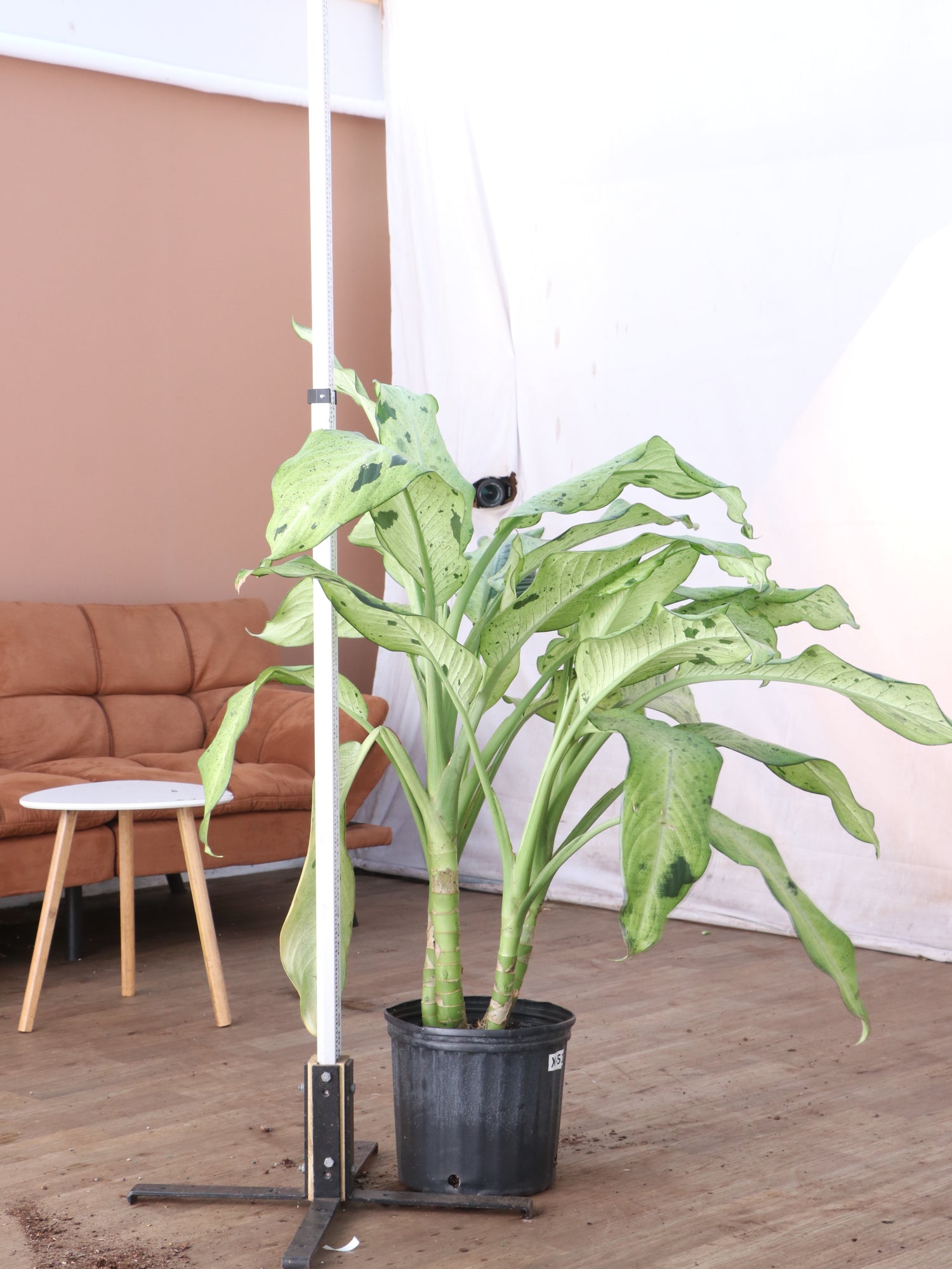 dieffenbachia camouflage 3-5 FT Dieffenbachia 'Camouflage' – Dahing Plants