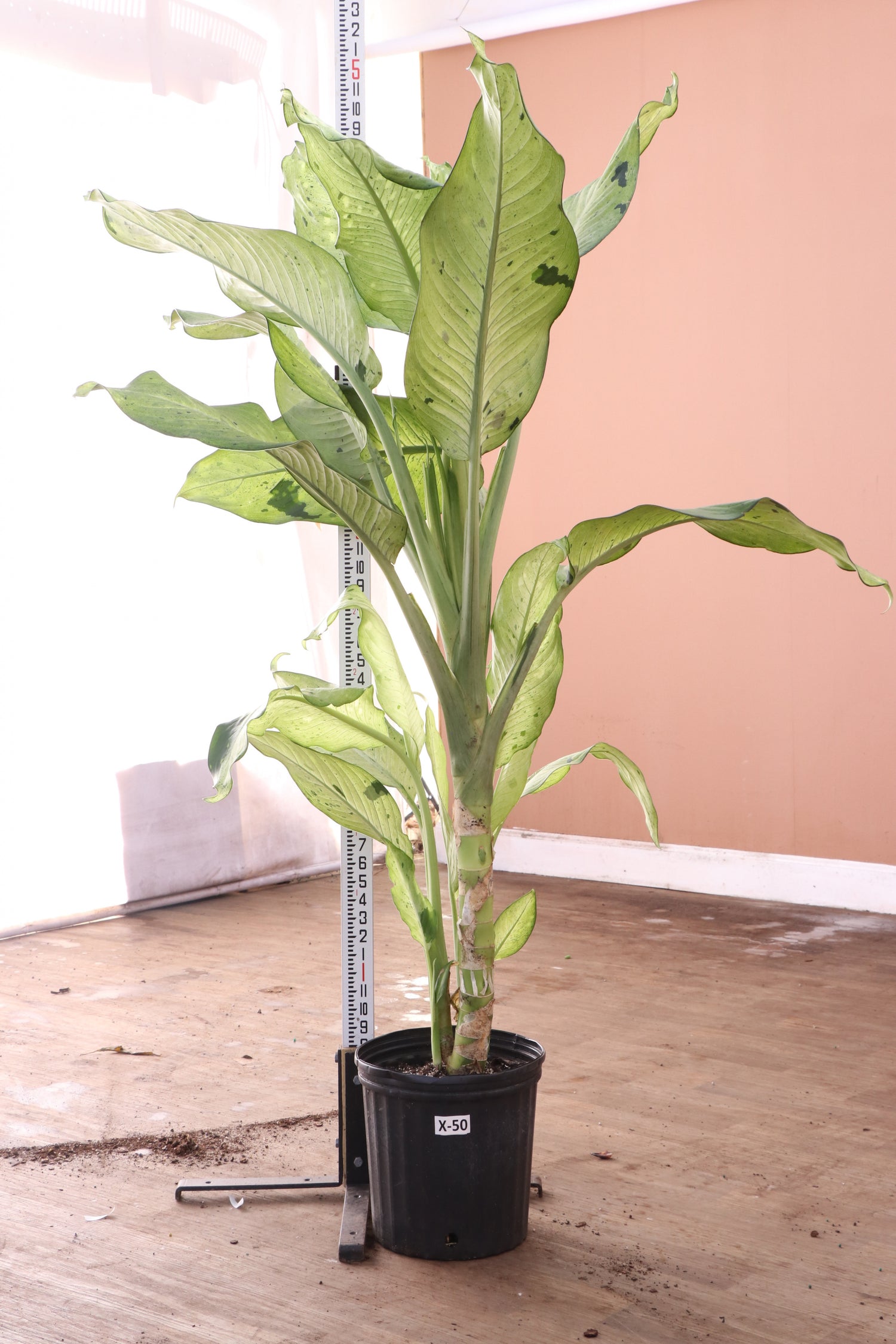 3-5 FT Dieffenbachia 'Camouflage' – Dahing Plants