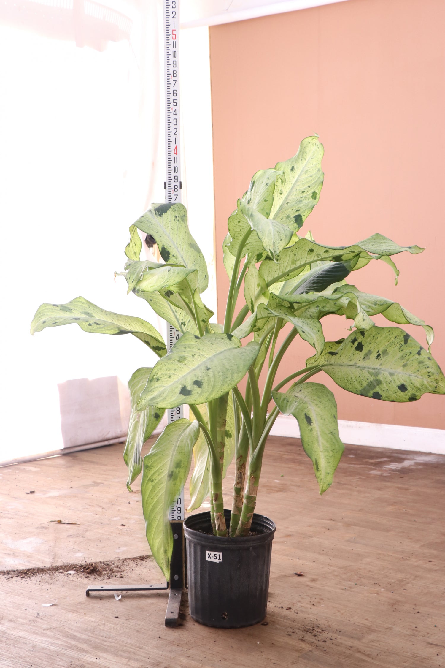 dieffenbachia camouflage rare Buy Dieffenbachia 'Camouflage' Online | Large Indoor Plant