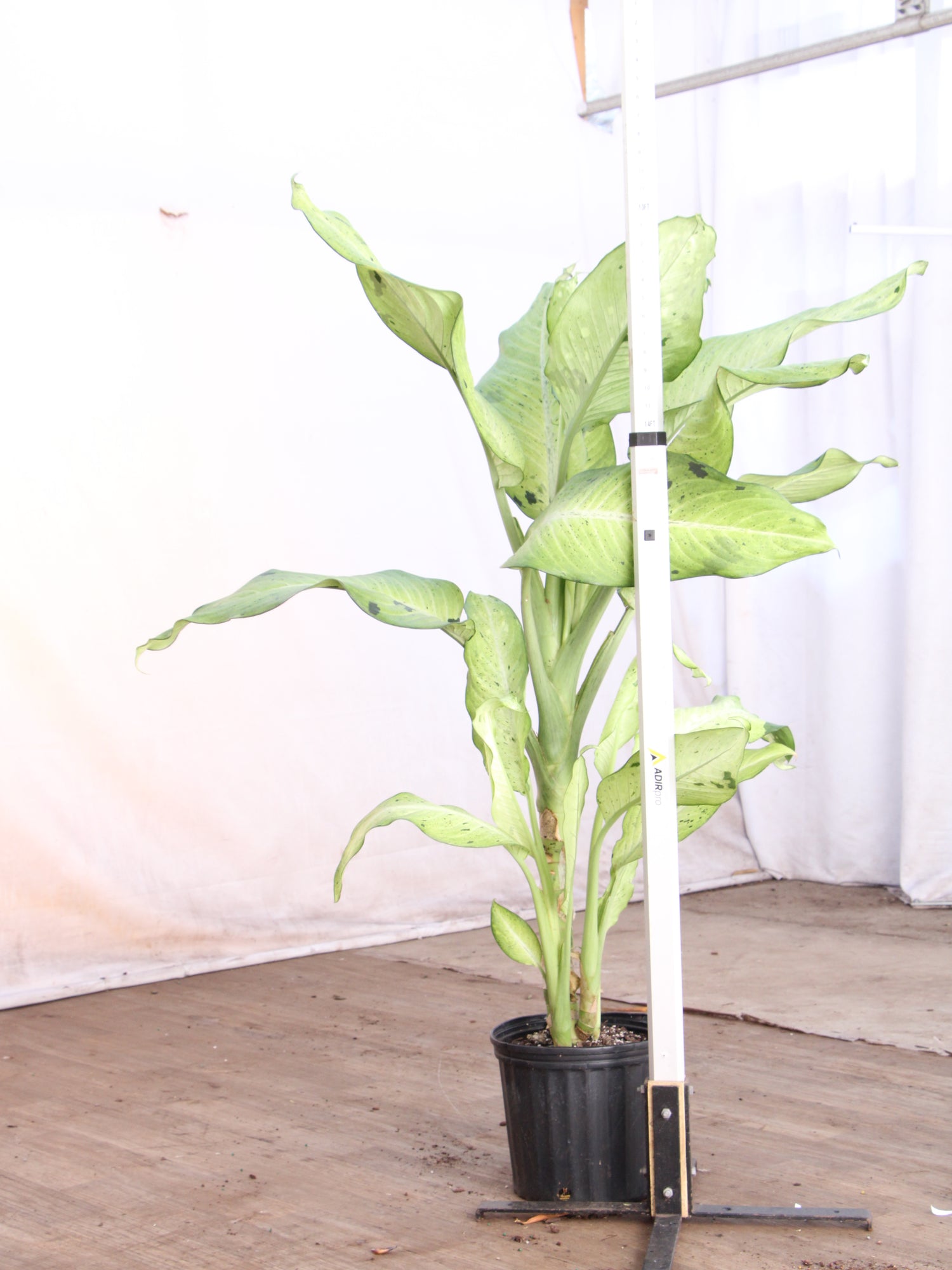 dieffenbachia banana Large Dieffenbachia 'Camouflage'