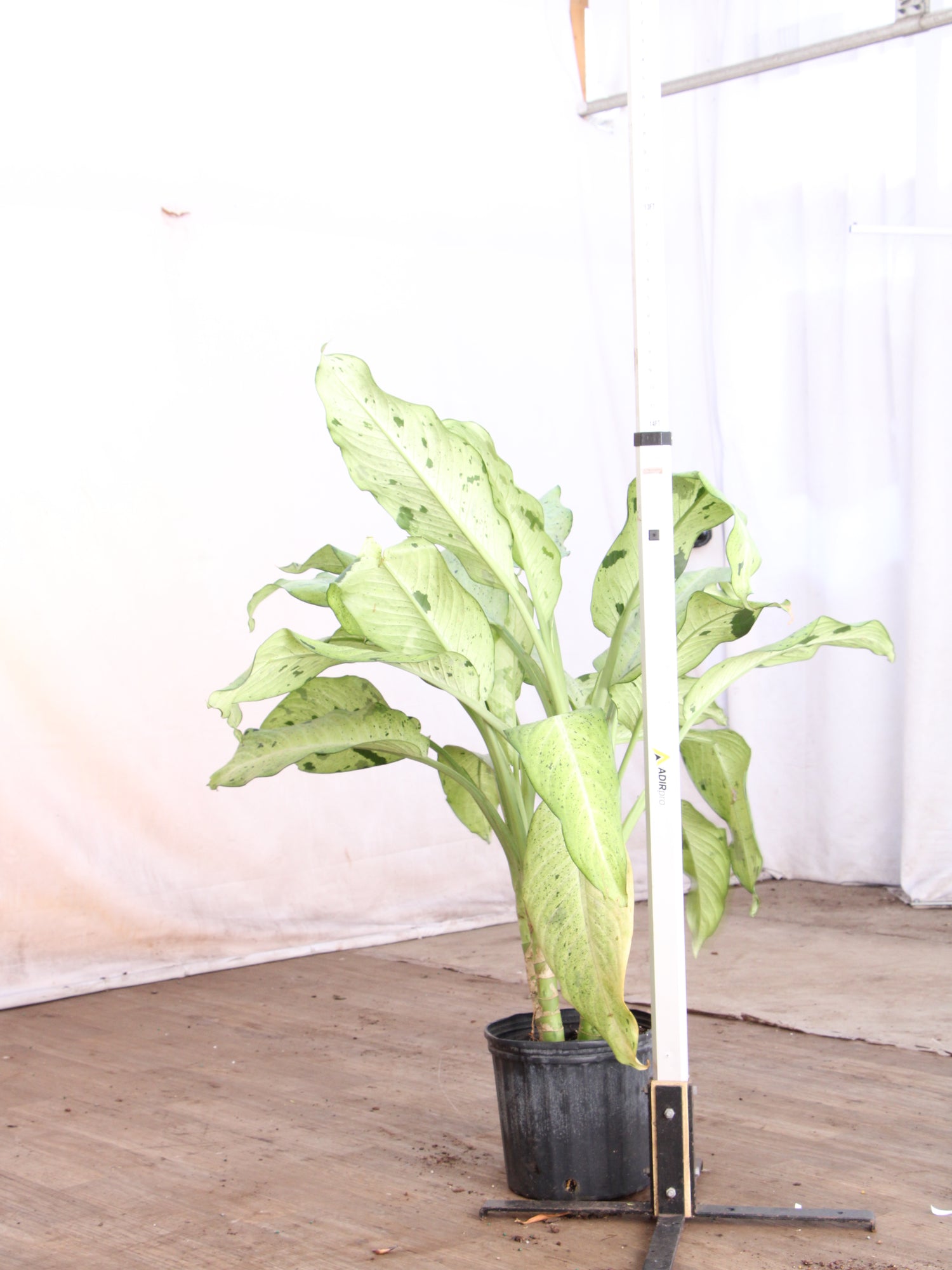 3-5 FT Dieffenbachia 'Camouflage' – Dahing Plants