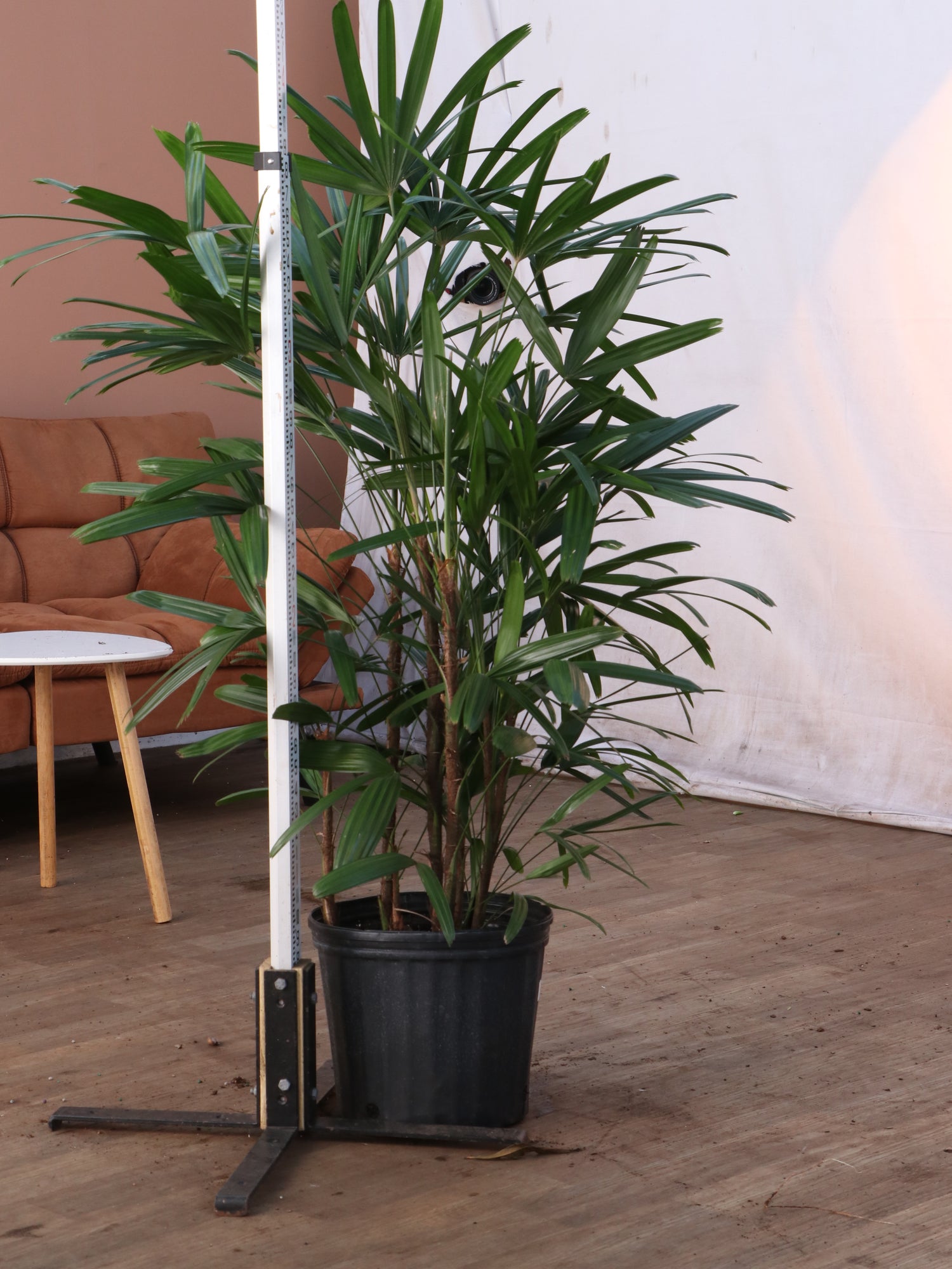 lady palm house plant Buy Large Lady Palm Online | Indoor Palm