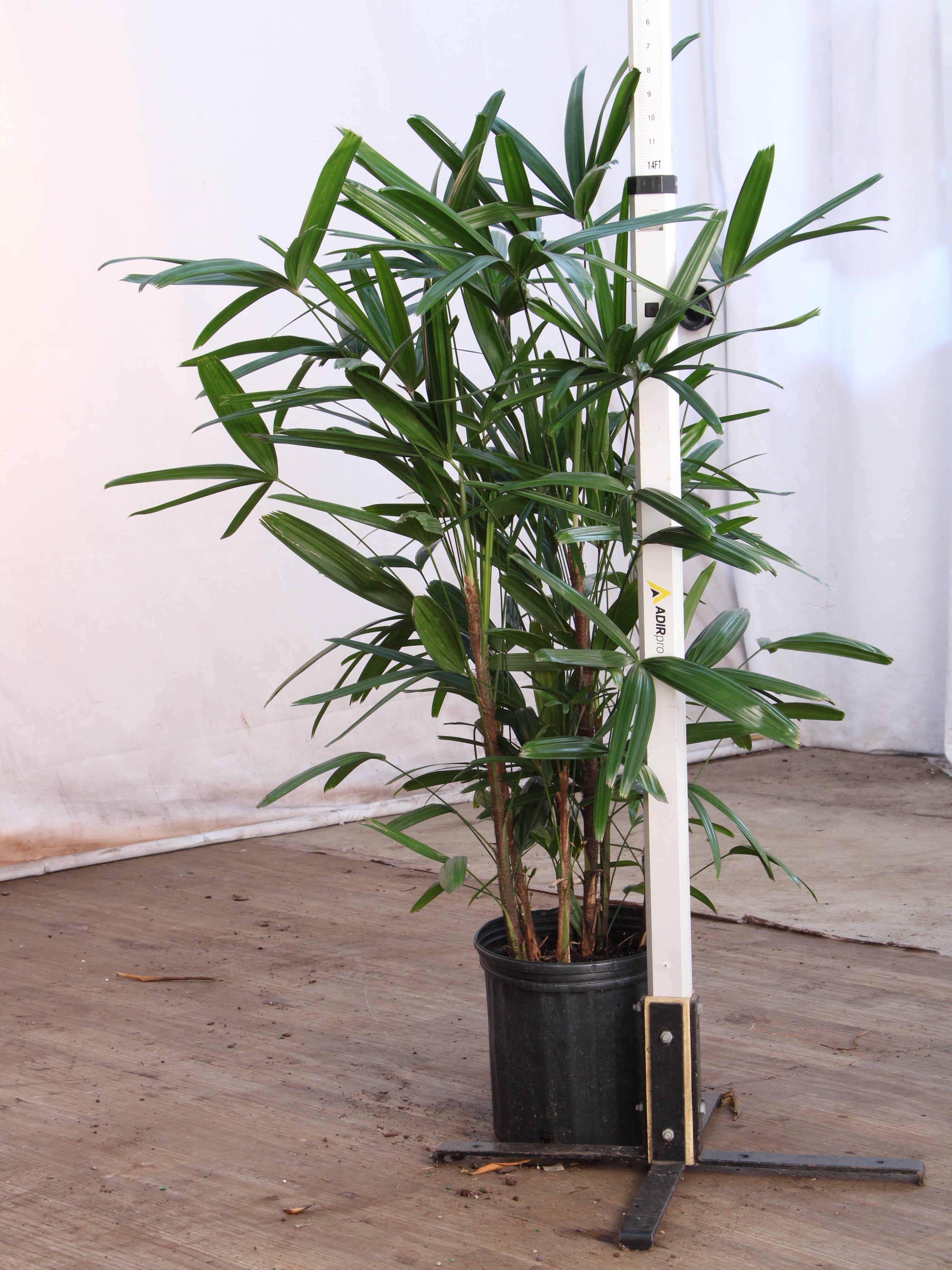 3-5 FT Lady Palm | NYC, NJ, CT, Boston, Providence, Washington DC