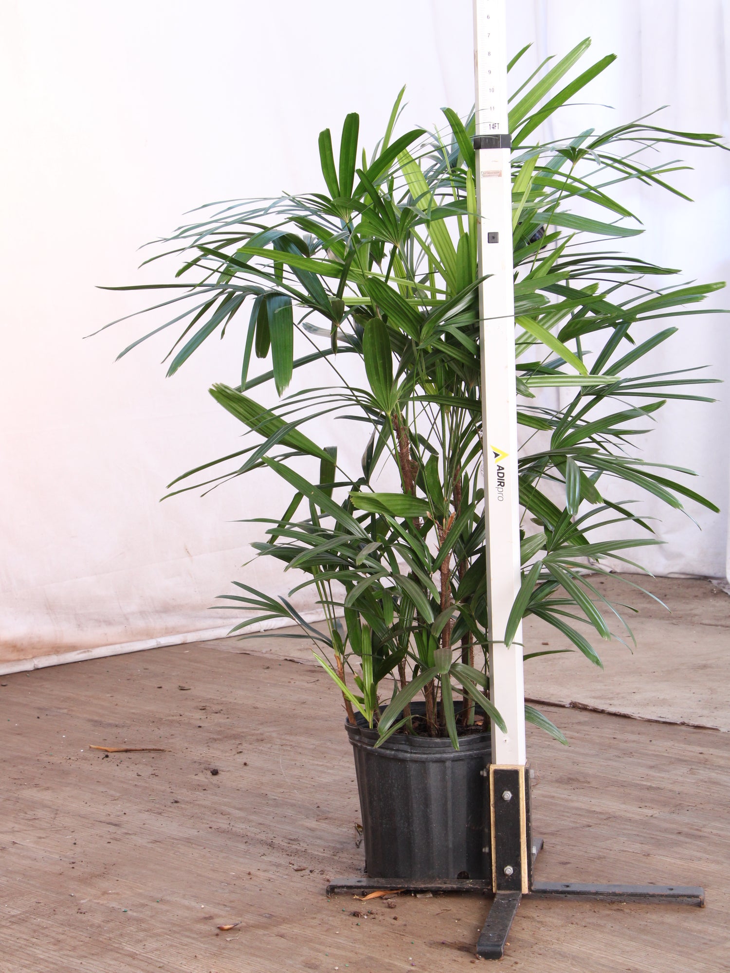 rhapis excelsa indoor plant Buy Large Lady Palm Online | Indoor Palm