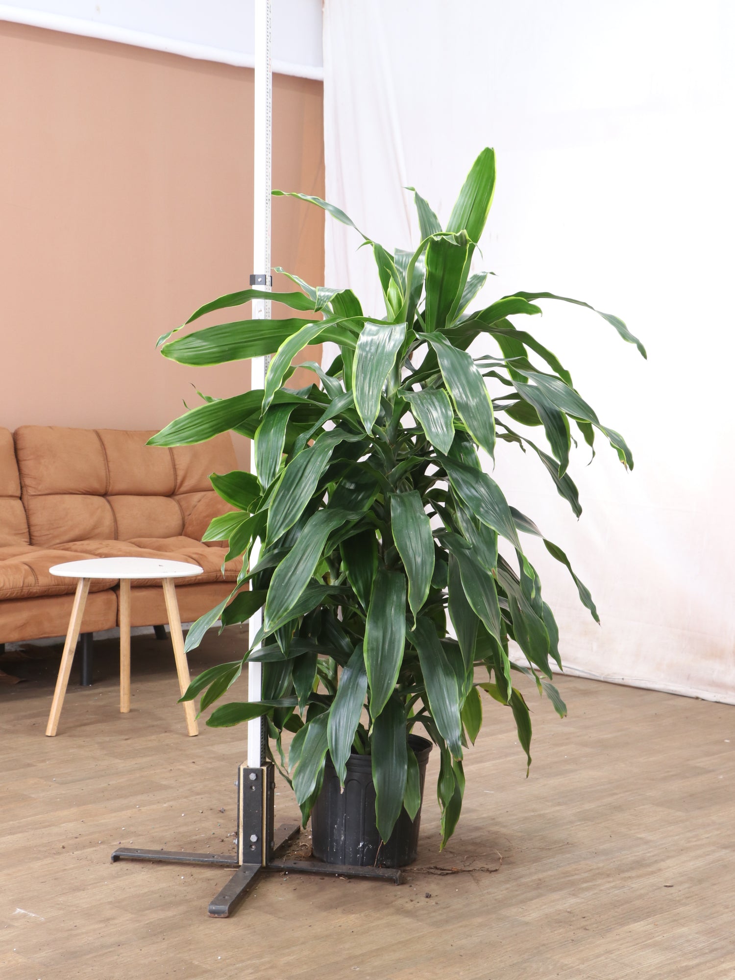 3-5 FT Dracaena Carmen – Dahing Plants