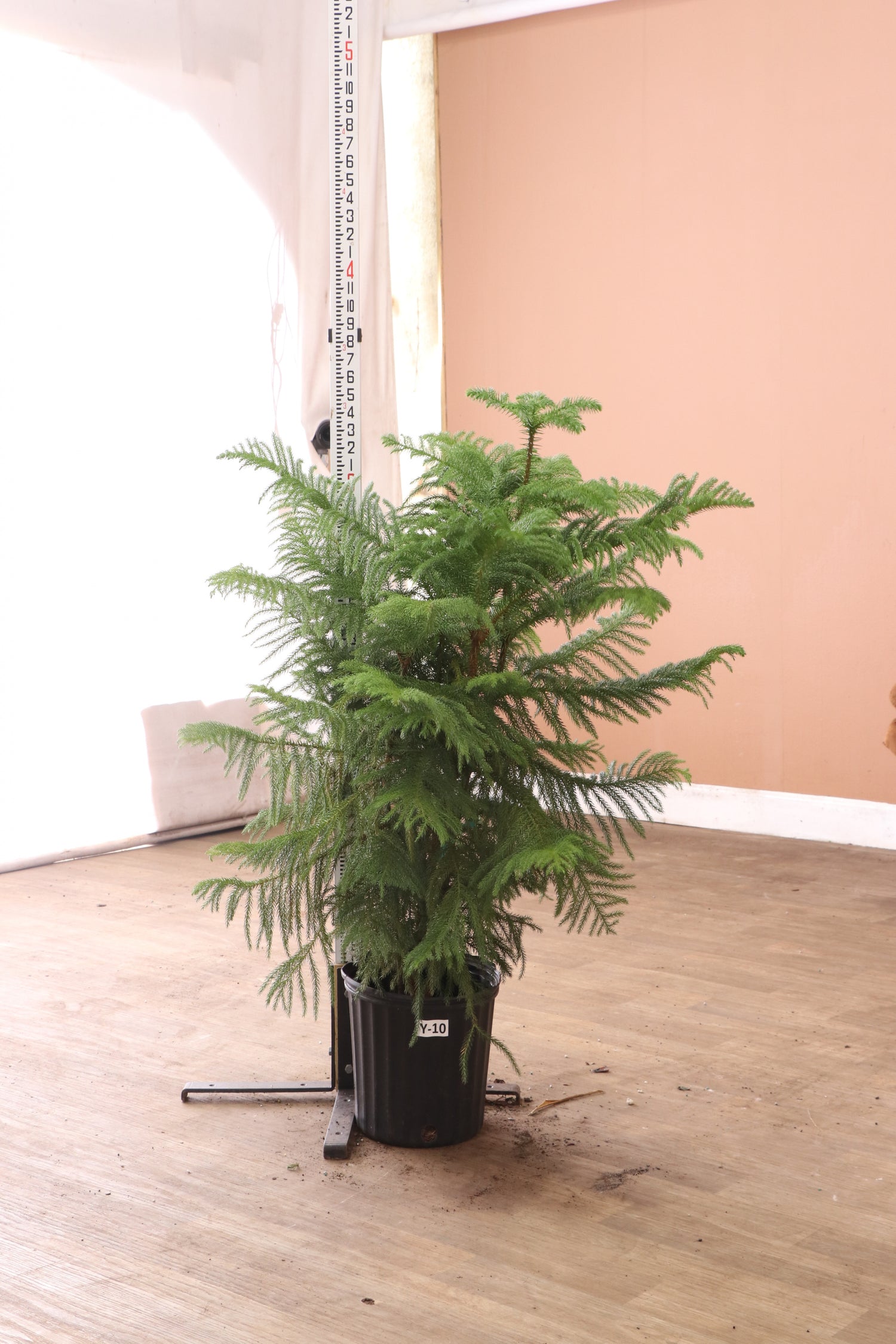 3-5 FT Christmas Tree (Norfolk Pine) – Dahing Plants