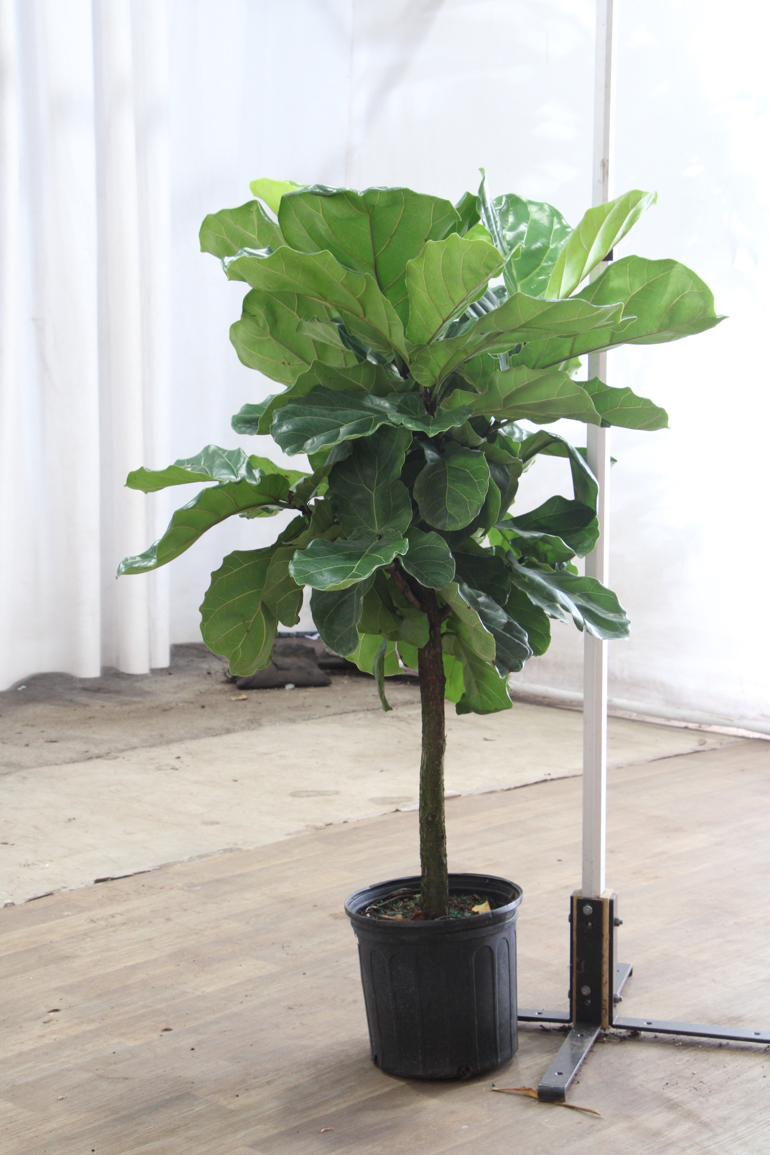 Dahing Plants Fiddle Leaf Fig - Thumbnail 2