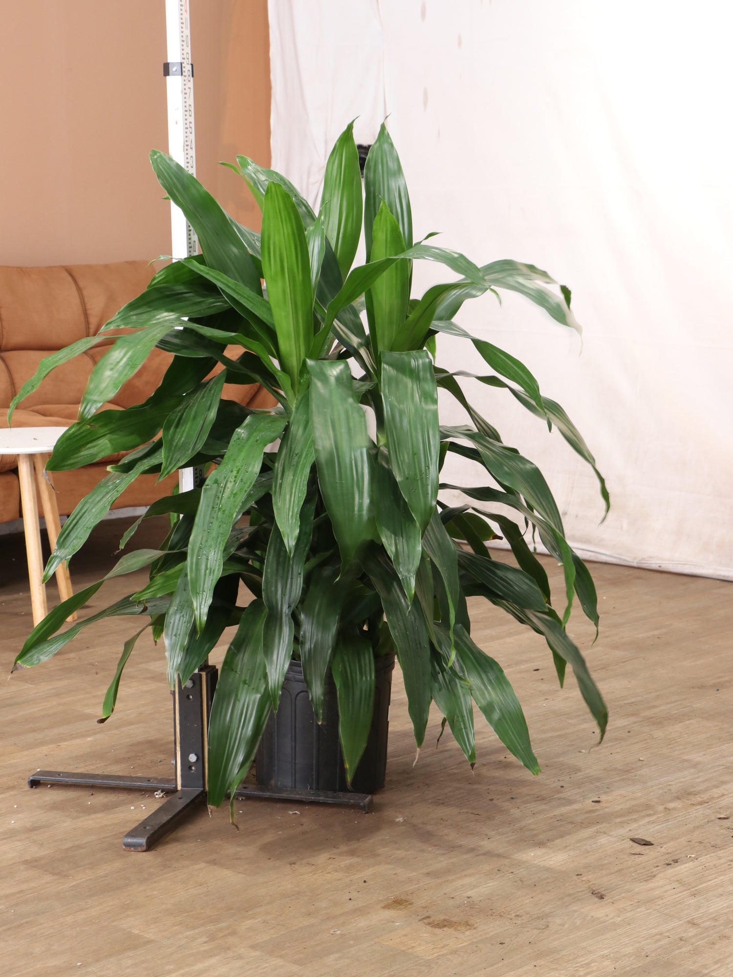 dracaena giganta 3-5 FT Dracaena 'Janet Craig' Cane – Dahing Plants