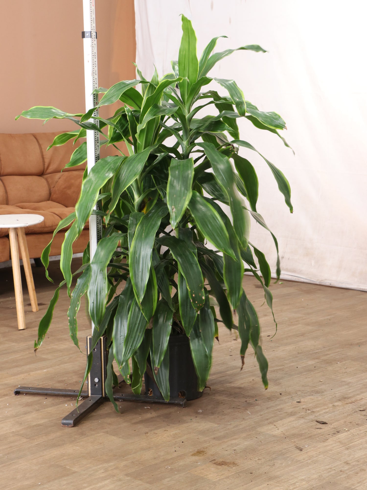 dracaena janet craig carmen Large Dracaena 'Carmen' Cane