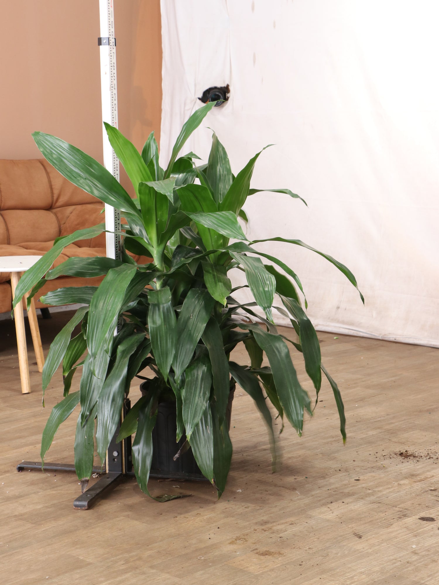 dracaena with dark green leaves Large Dracaena 'Janet Craig' Cane