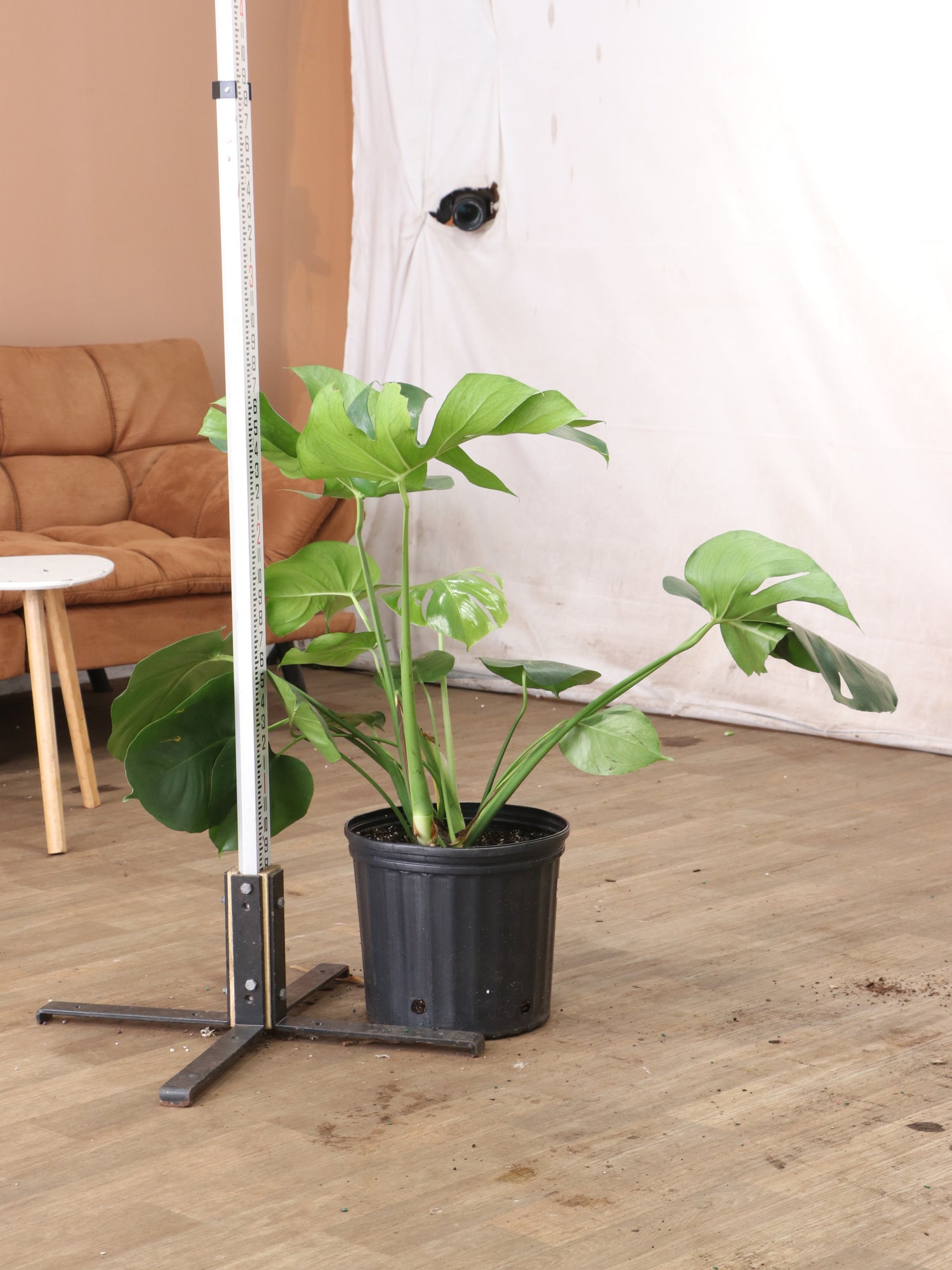 3-5 FT (Bigger) Monstera Deliciosa – Dahing Plants