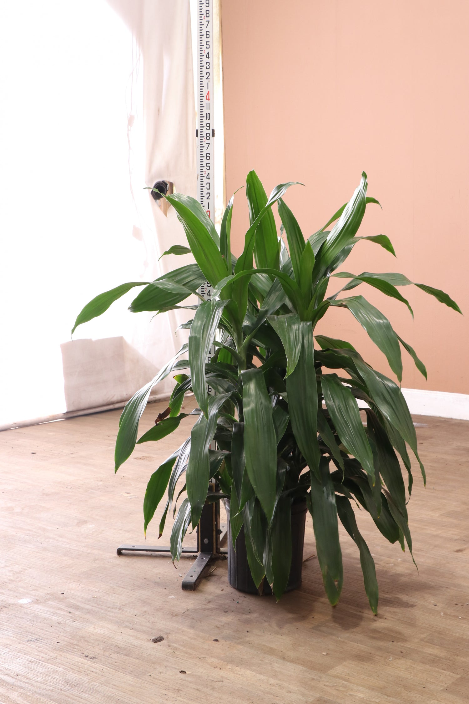 janet craig dracaena common problems Large Dracaena 'Janet Craig' Cane