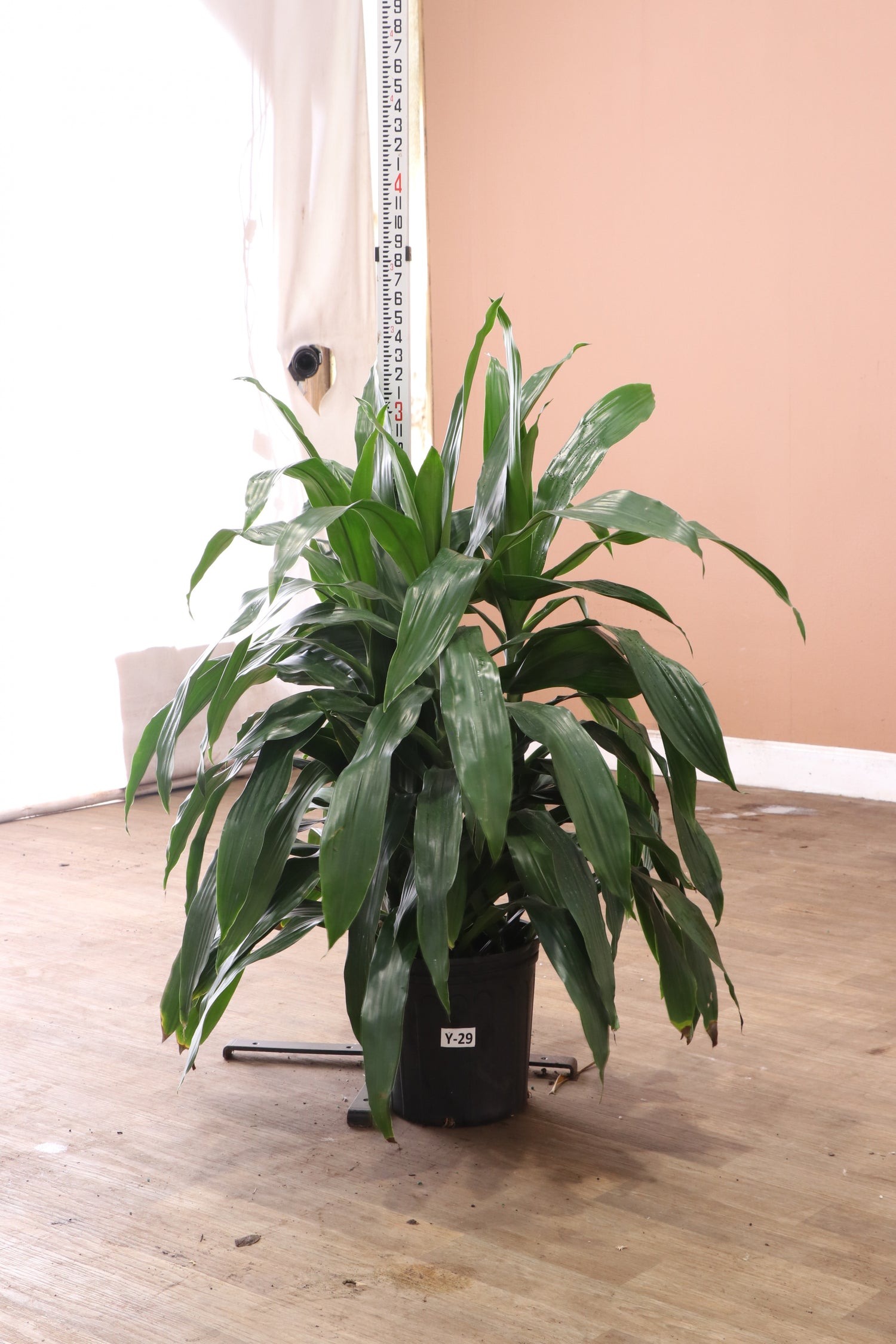 dracaena cantleyi cream Large Dracaena 'Janet Craig' Cane