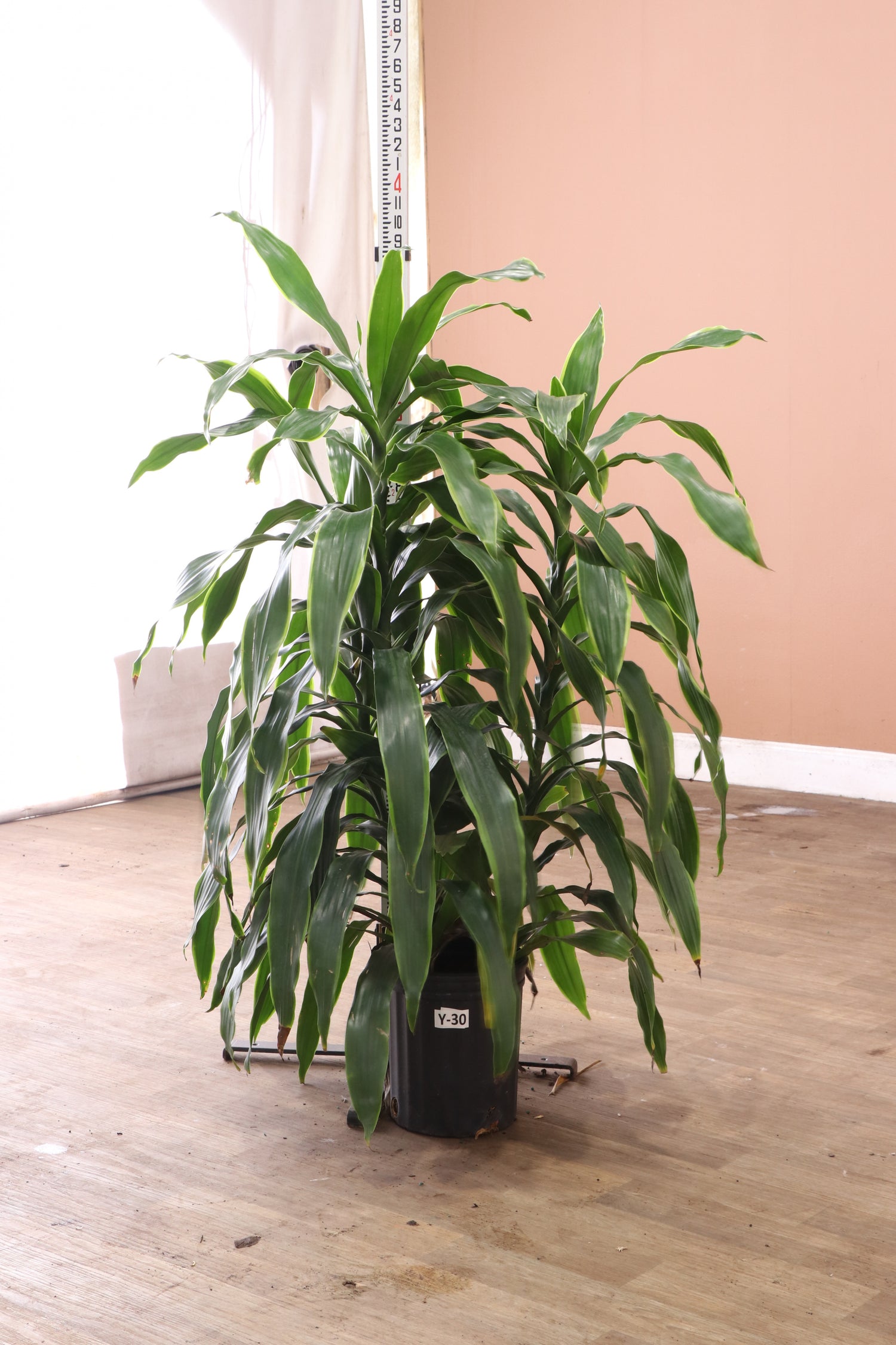 carmen dracaena Large Dracaena 'Carmen' Cane