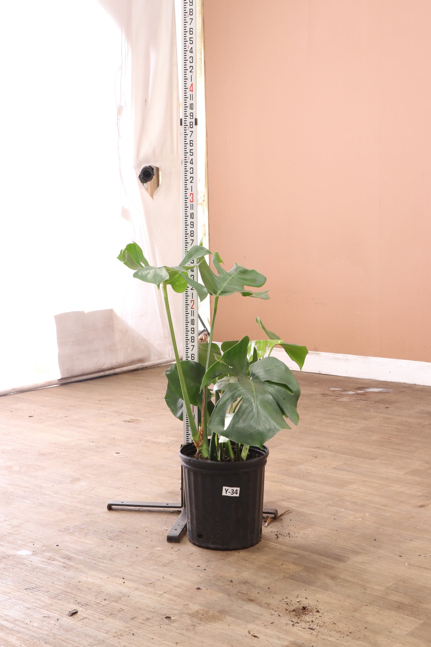 giant monstera plant for sale Buy (Bigger) Monstera Deliciosa Online | Large Indoor Plant