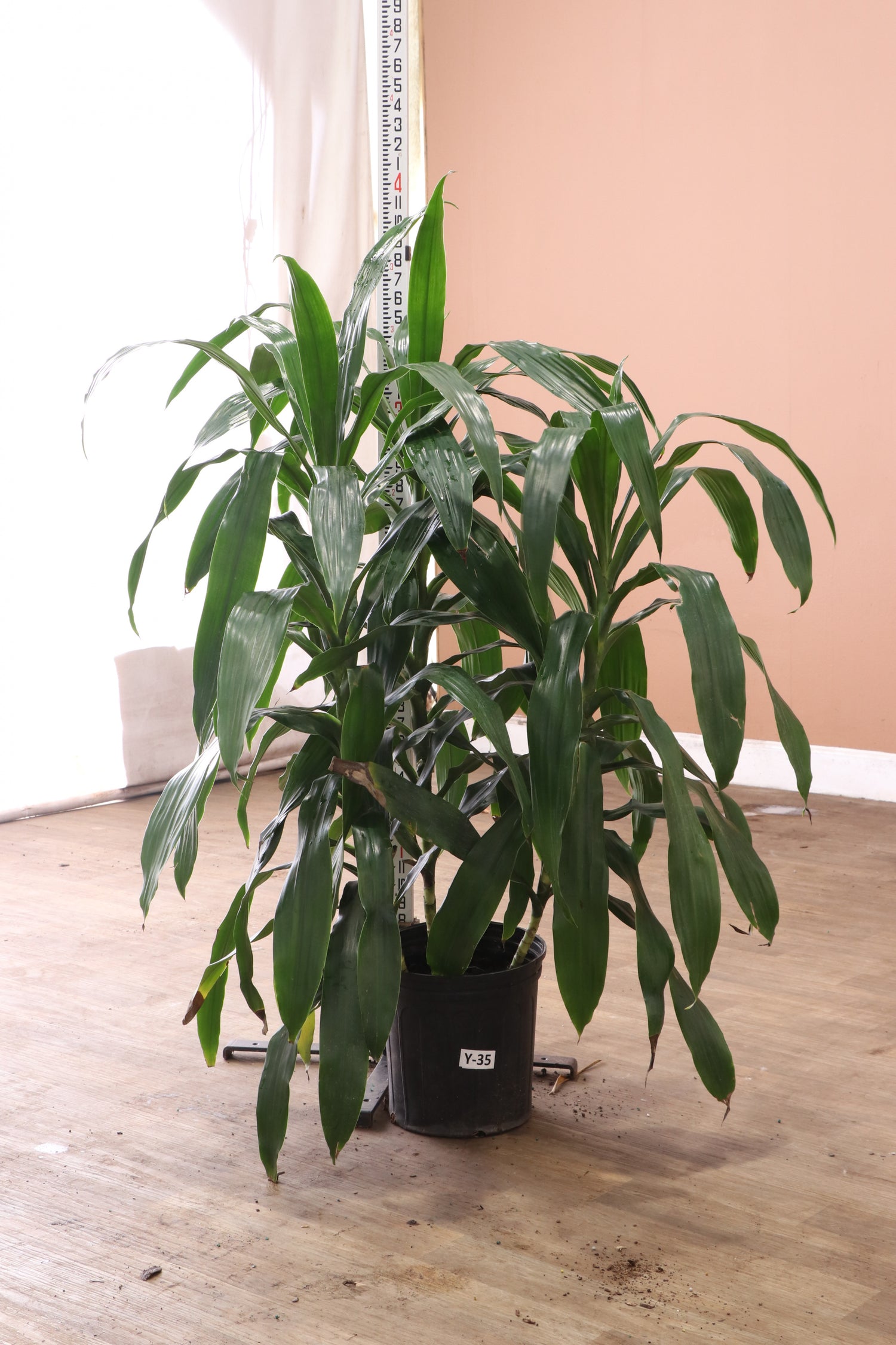 Large Dracaena 'Janet Craig' Cane