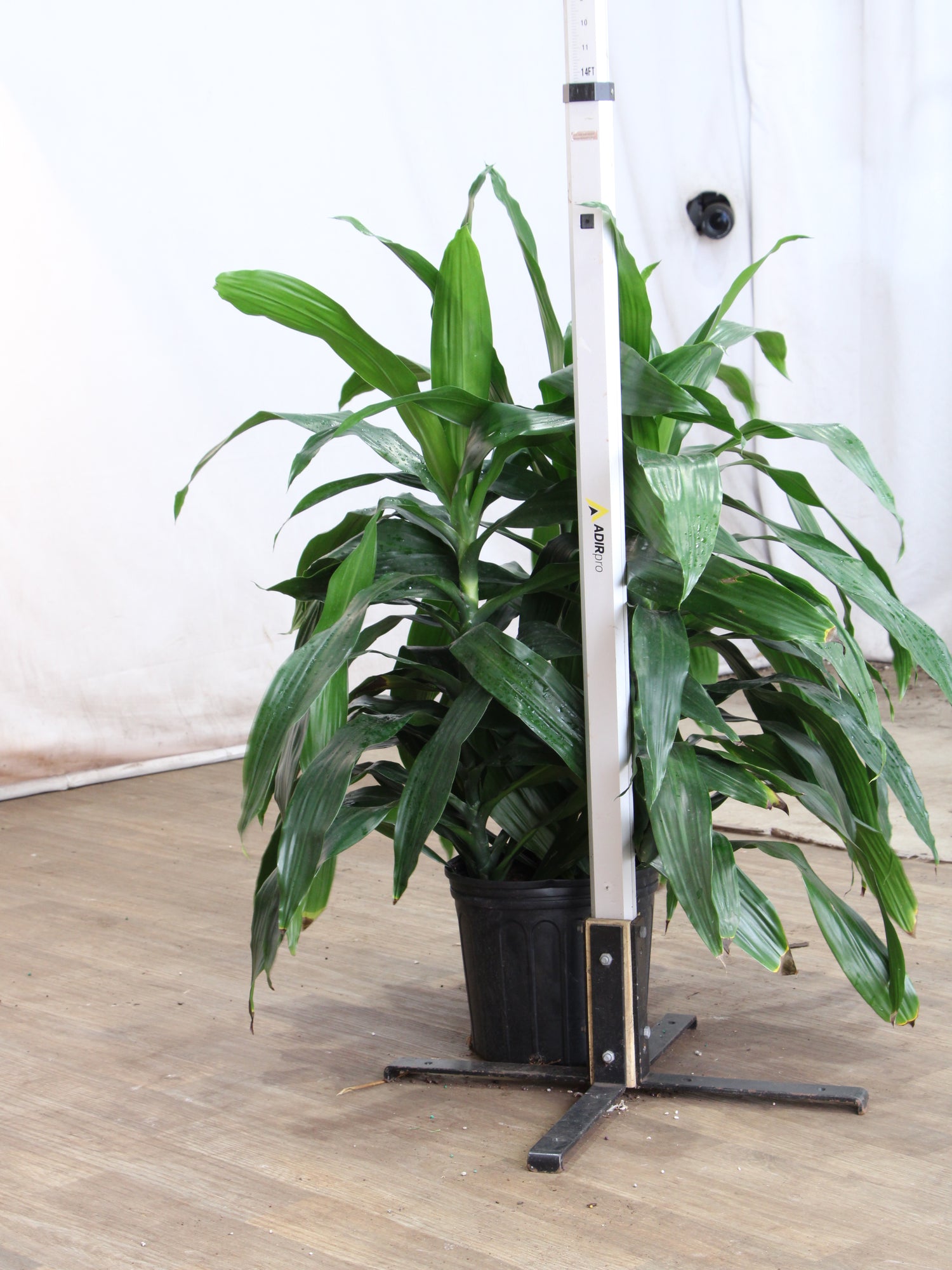 Large Dracaena 'Janet Craig' Cane