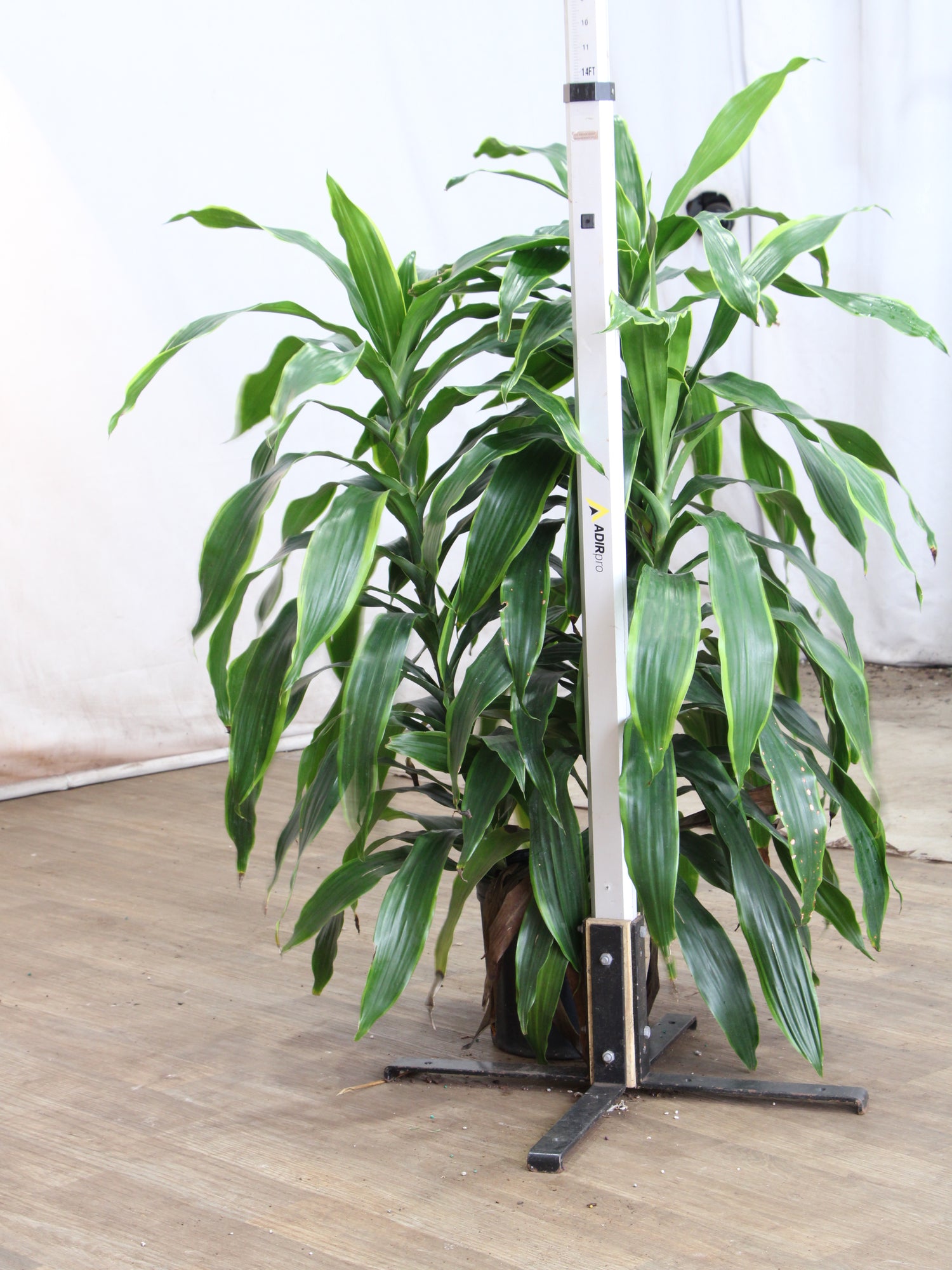 jumbo dracaena cane Large Dracaena 'Carmen' Cane