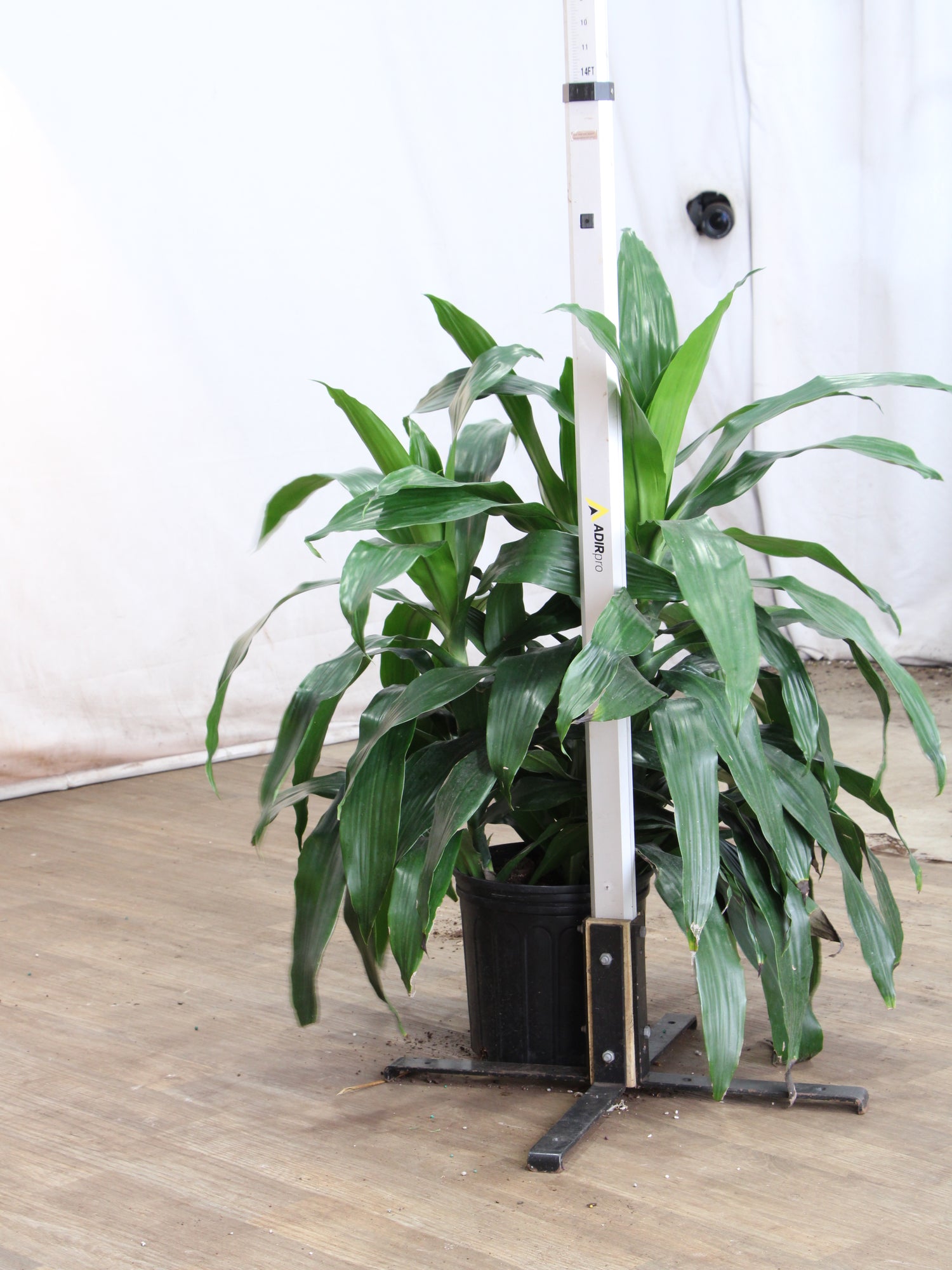 dracaena cane janet craig Large Dracaena 'Janet Craig' Cane