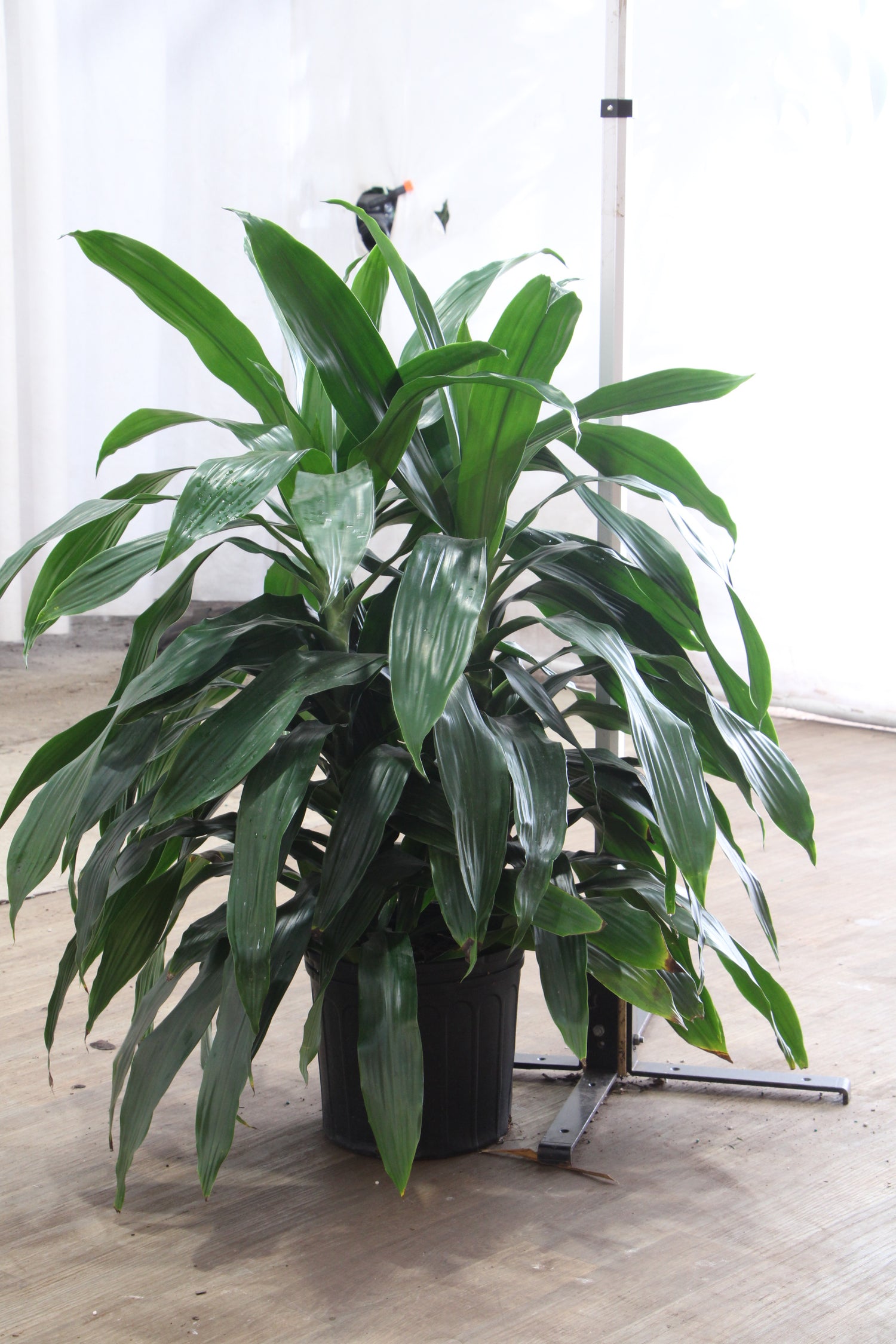 dracaena janet craig corn plant Large Dracaena 'Janet Craig' Cane