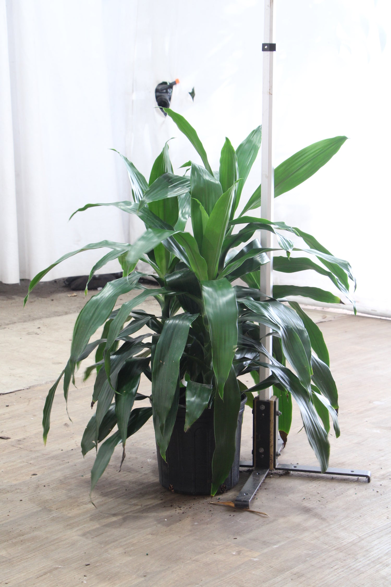 3-5 FT Dracaena 'Janet Craig' Cane – Dahing Plants